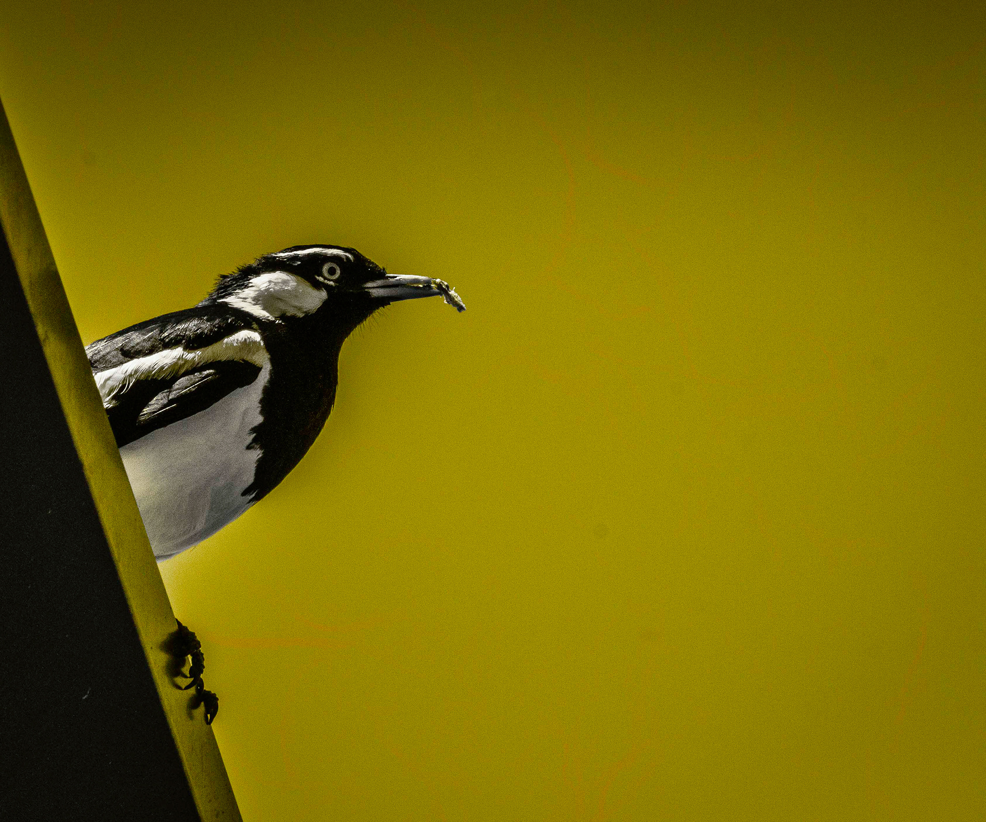 Gallery 6 - Magpie Lark