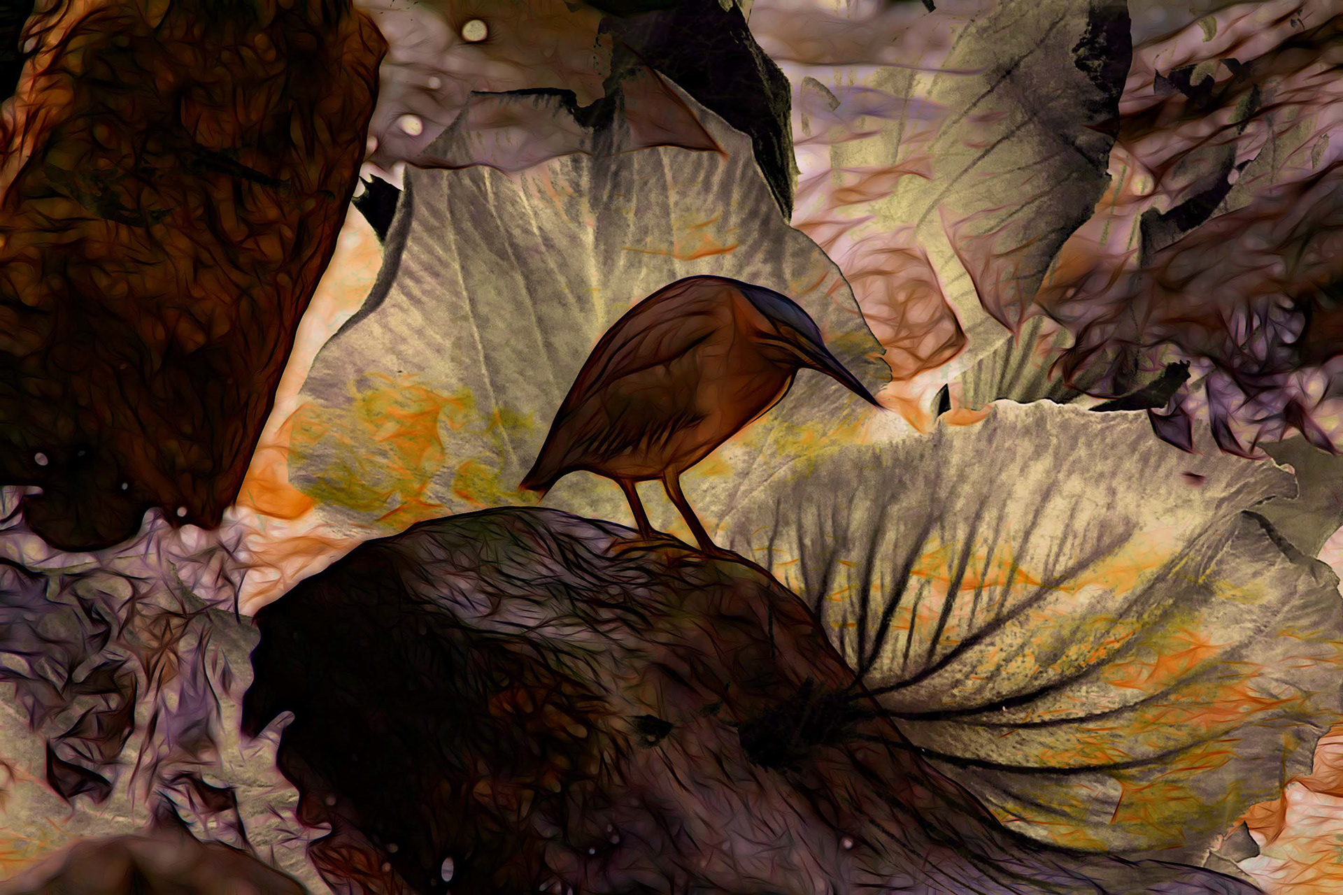 Night Heron