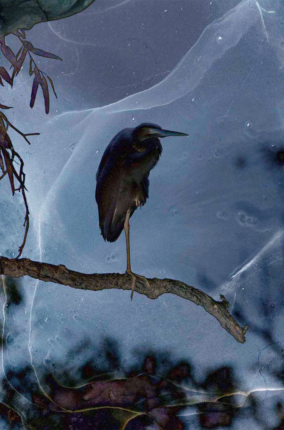 Gallery 3 - Great Egret