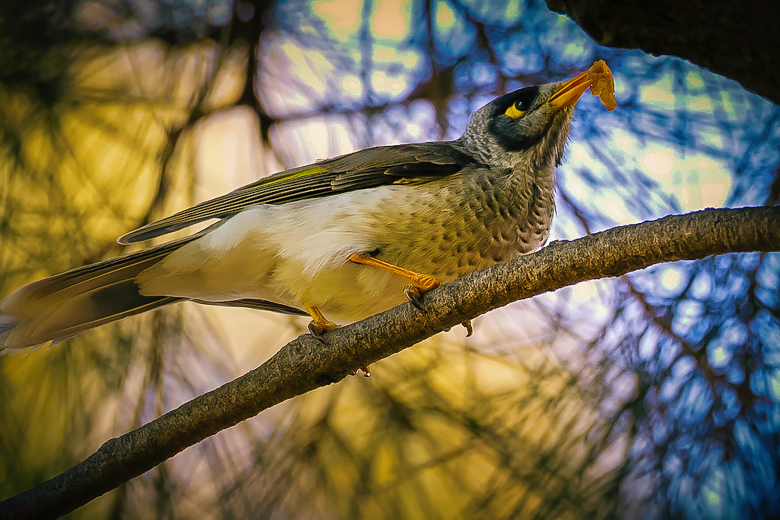 Gallery 2 - Noisy Miner