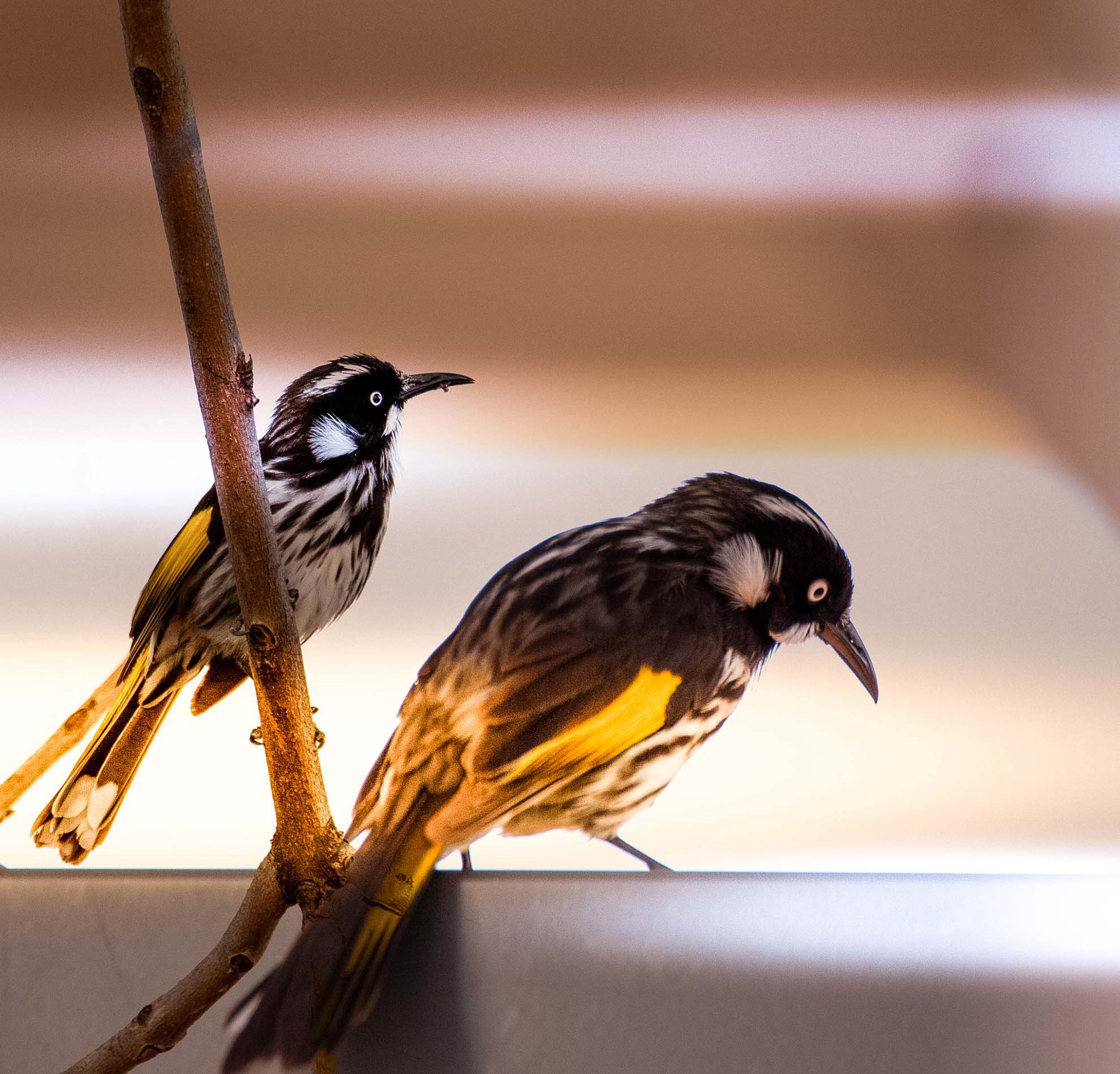 Gallery 6 - New Holland Honeyeater