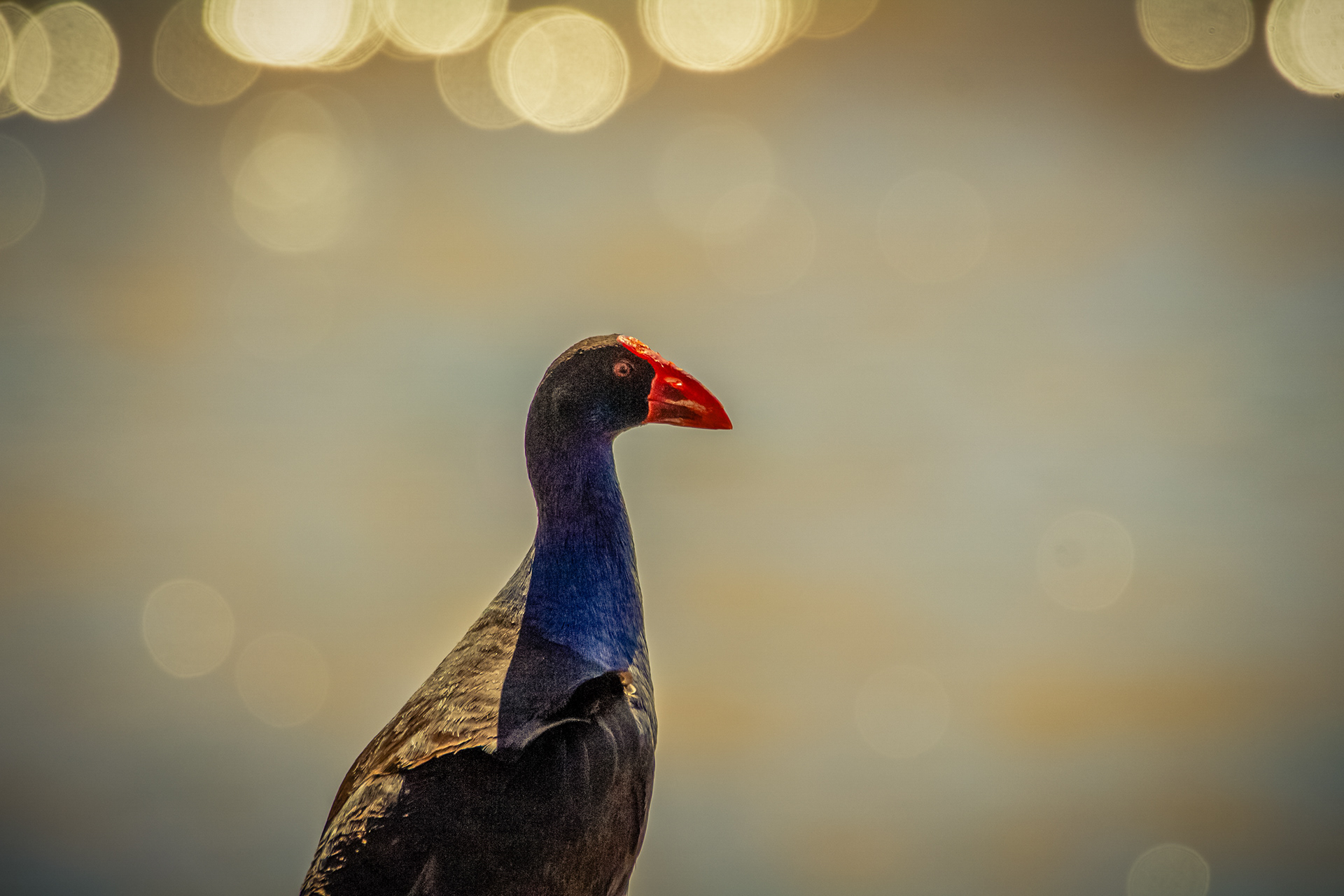 Colourful Observer