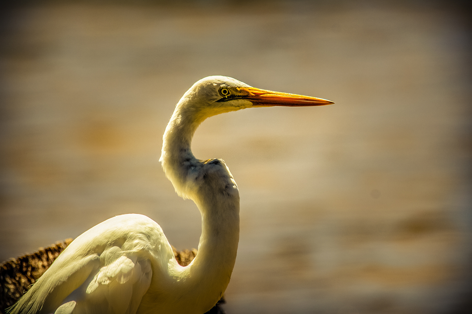 Golden Moment