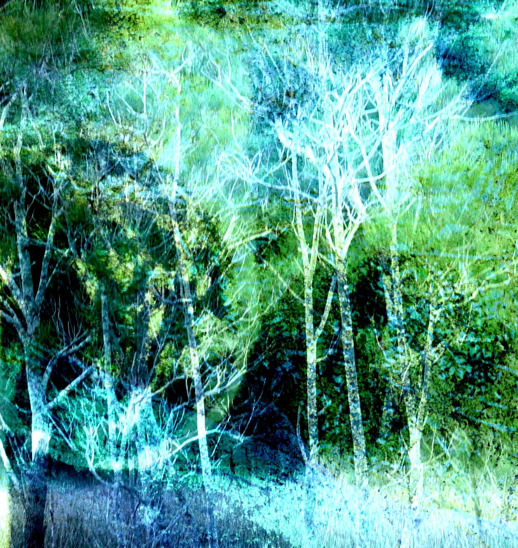 Cinnamon Forest