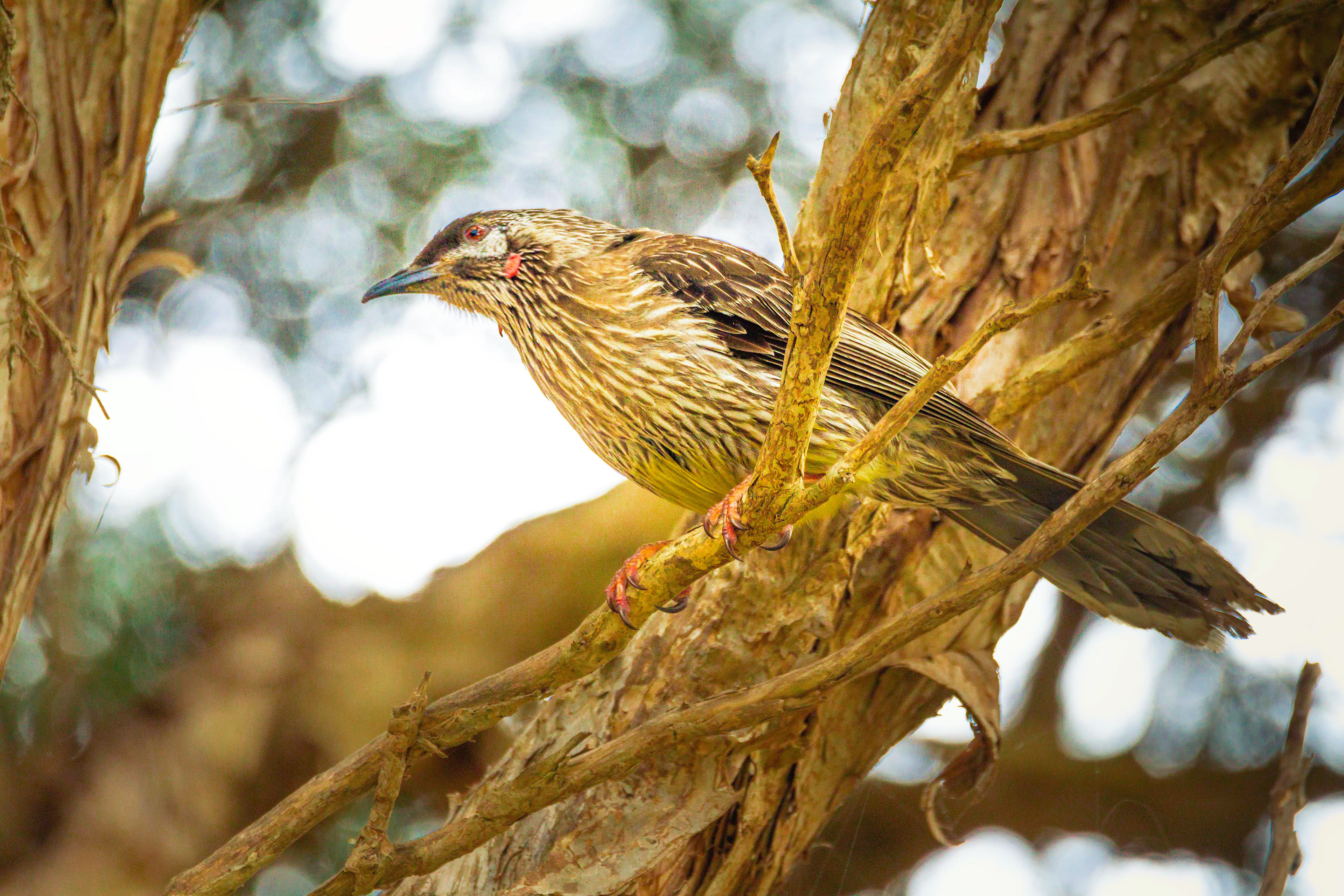 Gallery 6 - Red Wattlebird
