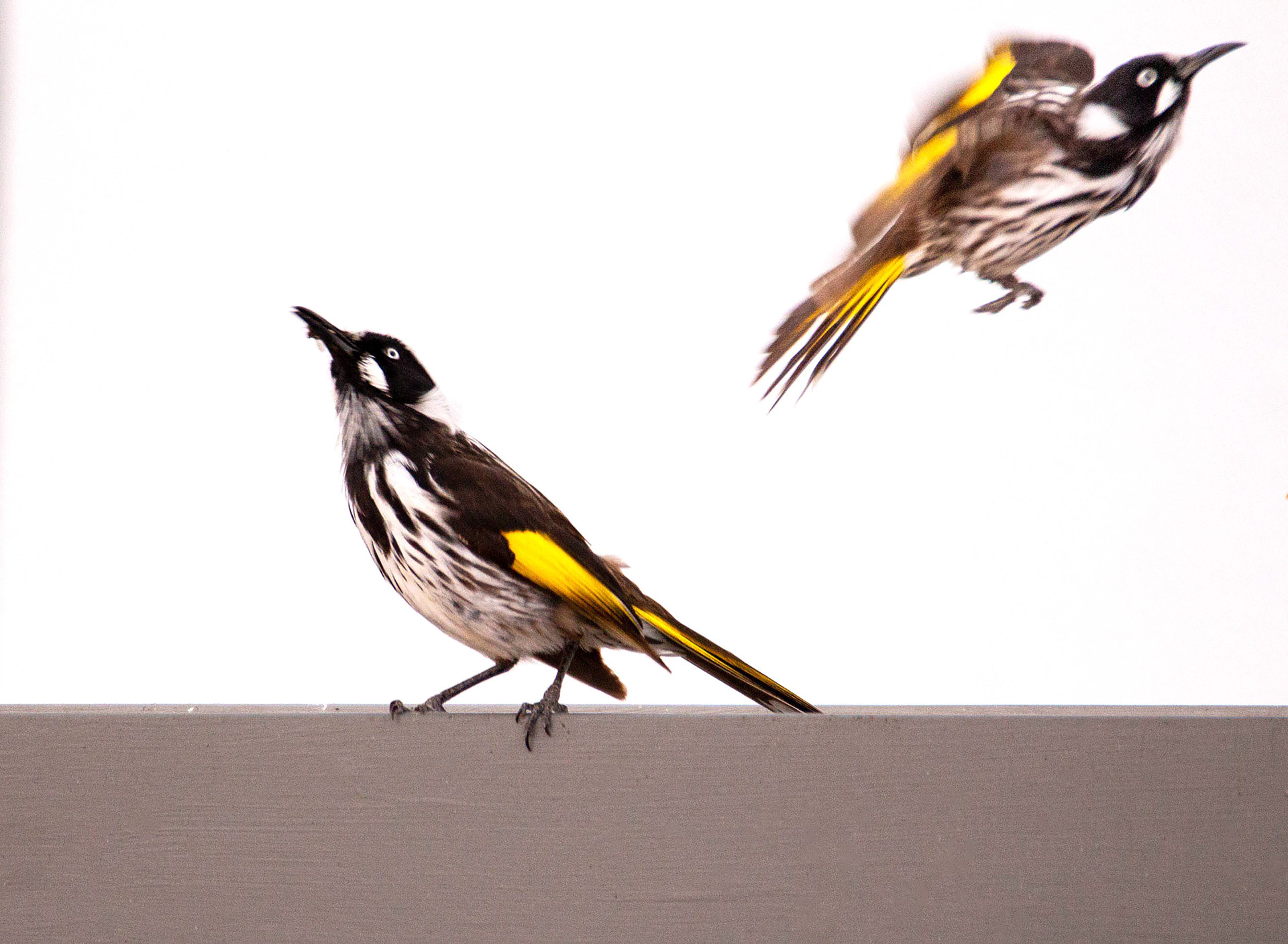 Bird Chirps