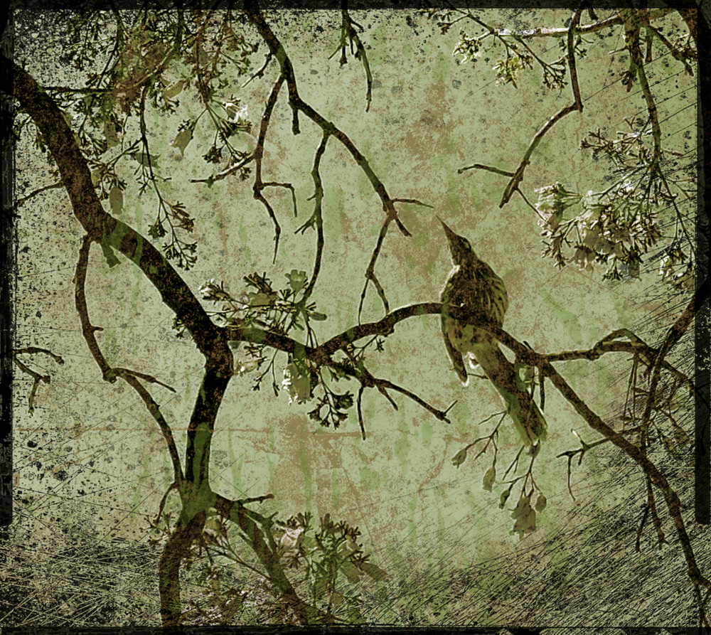 SOLD OUT - Avian Opera