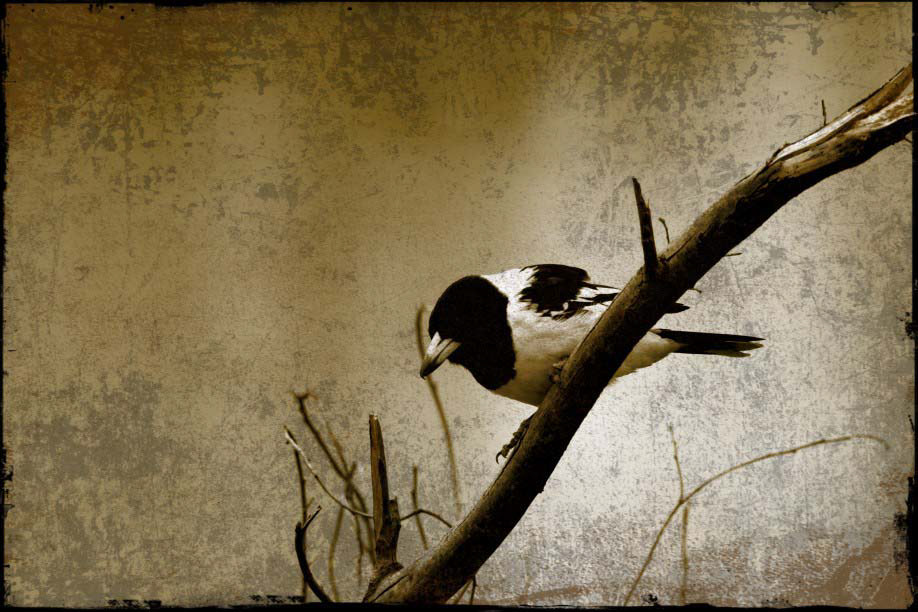 Gallery 8 - Butcherbird
