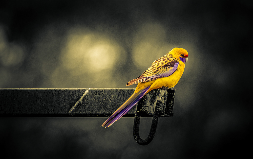 Colourful Beaty