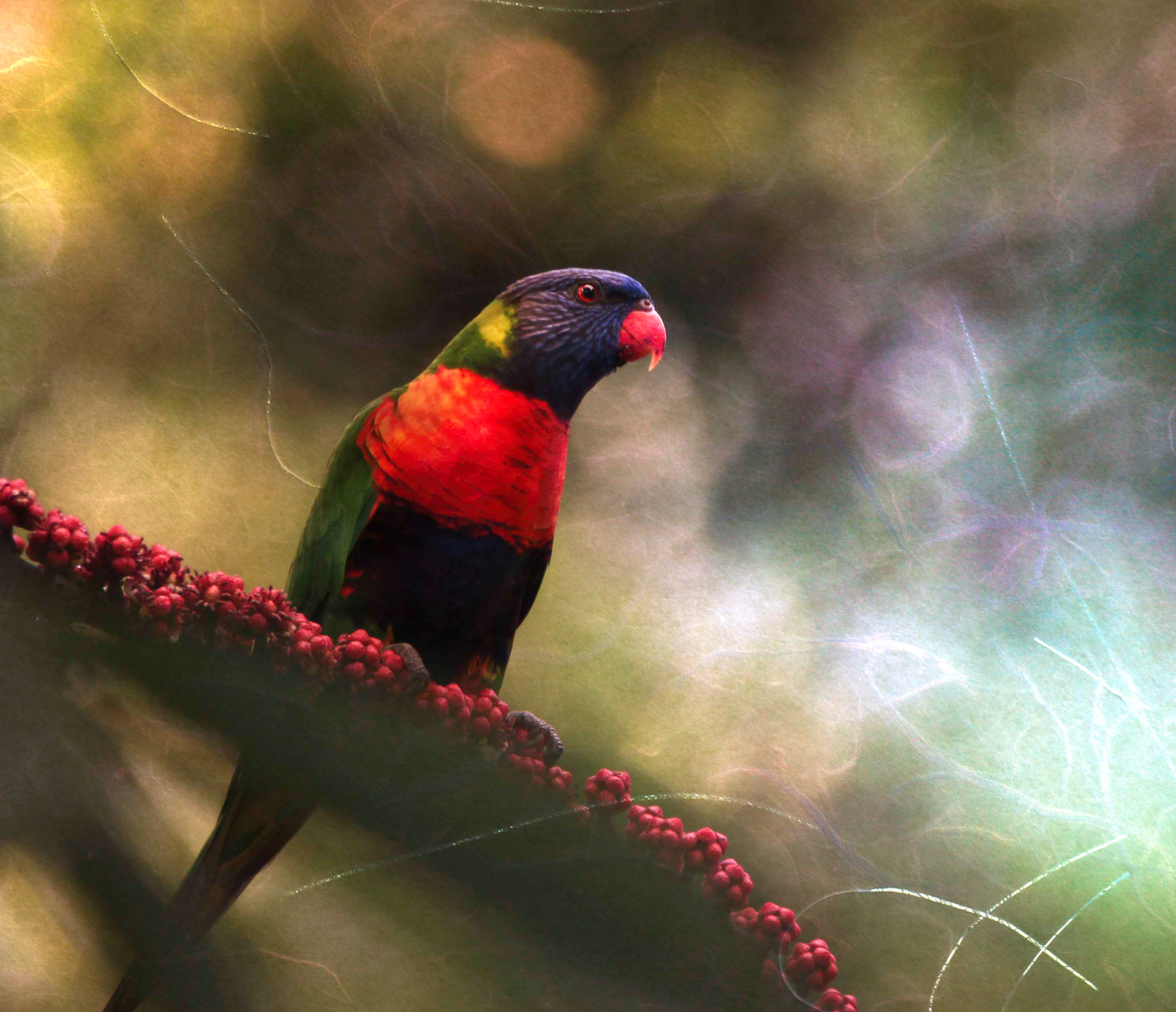 Gallery 7 - Rainbow Lorikeet