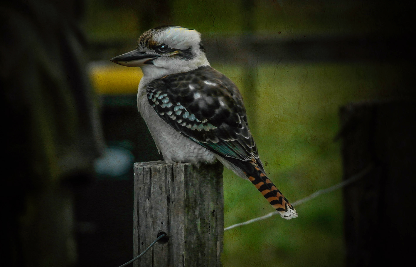 Gallery 1 - Kookaburra
