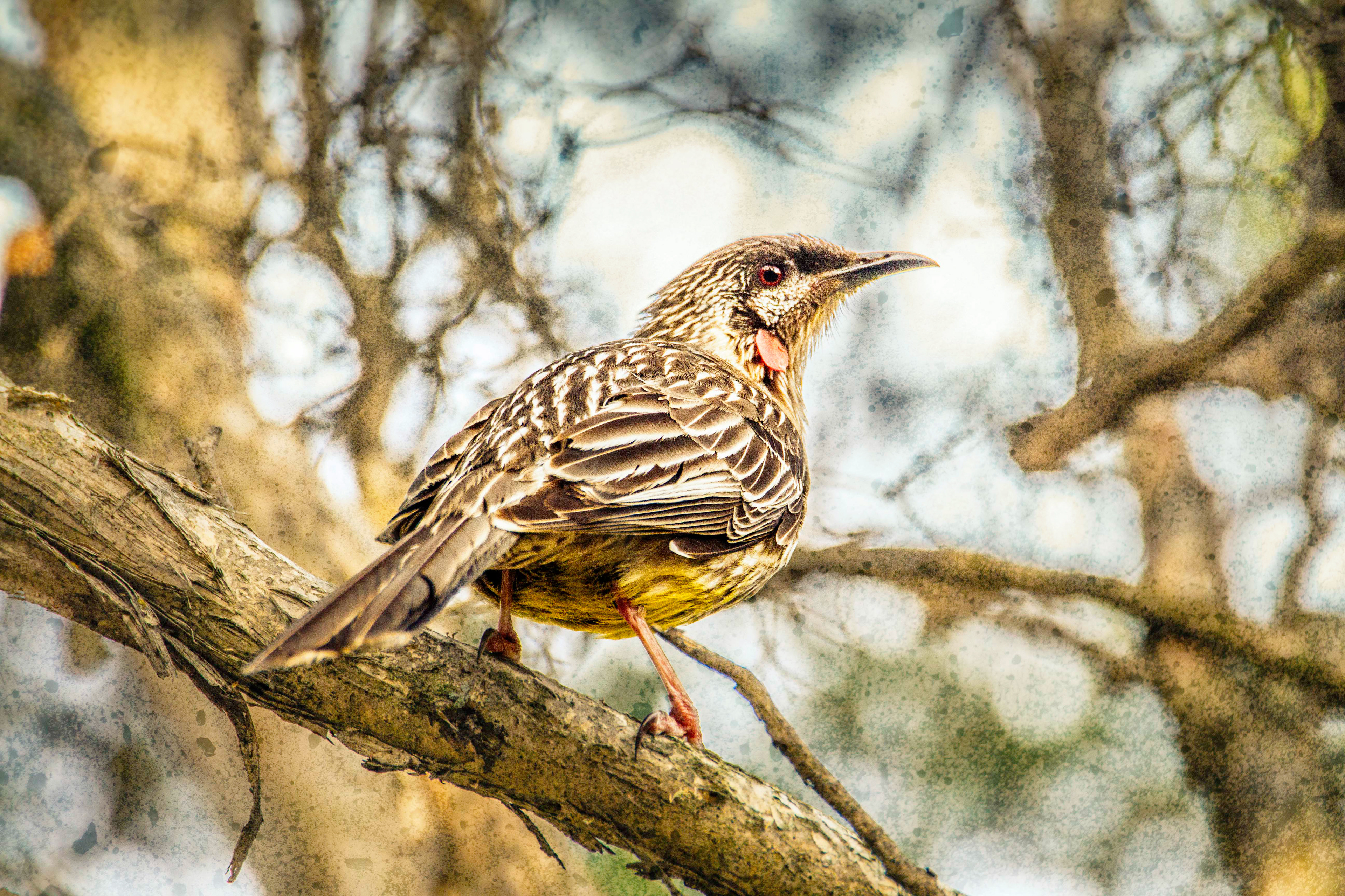 Gallery 2 - Red Wattlebird