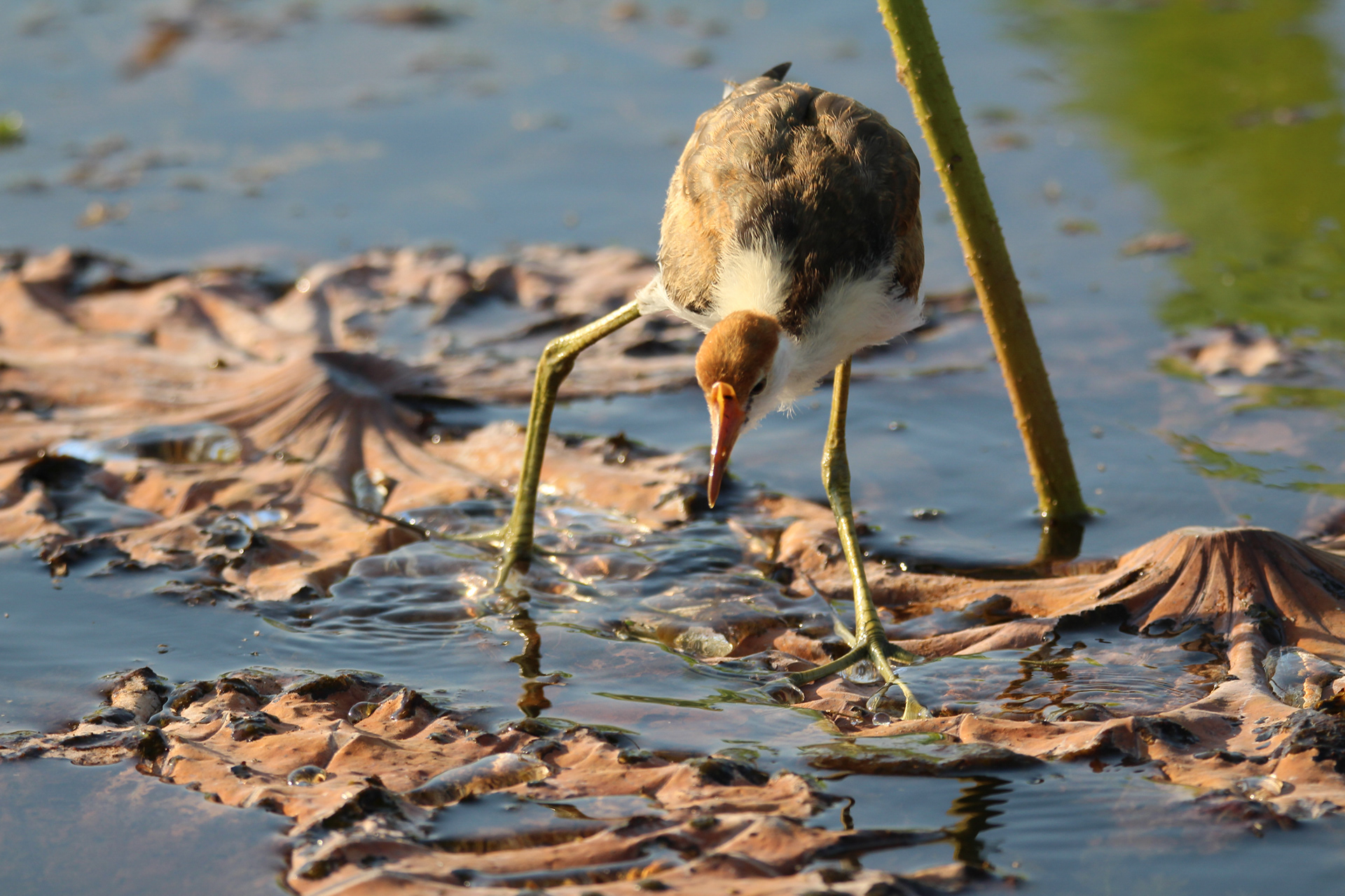 Lily Pad Dancer