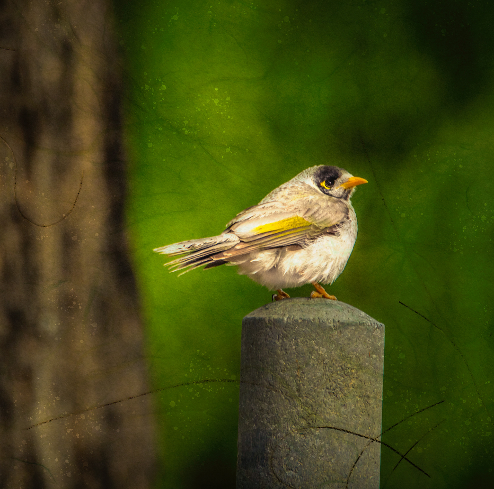 Gallery 7 - Noisy Miner