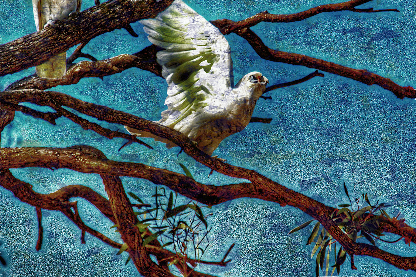 Gallery 5 - Corella