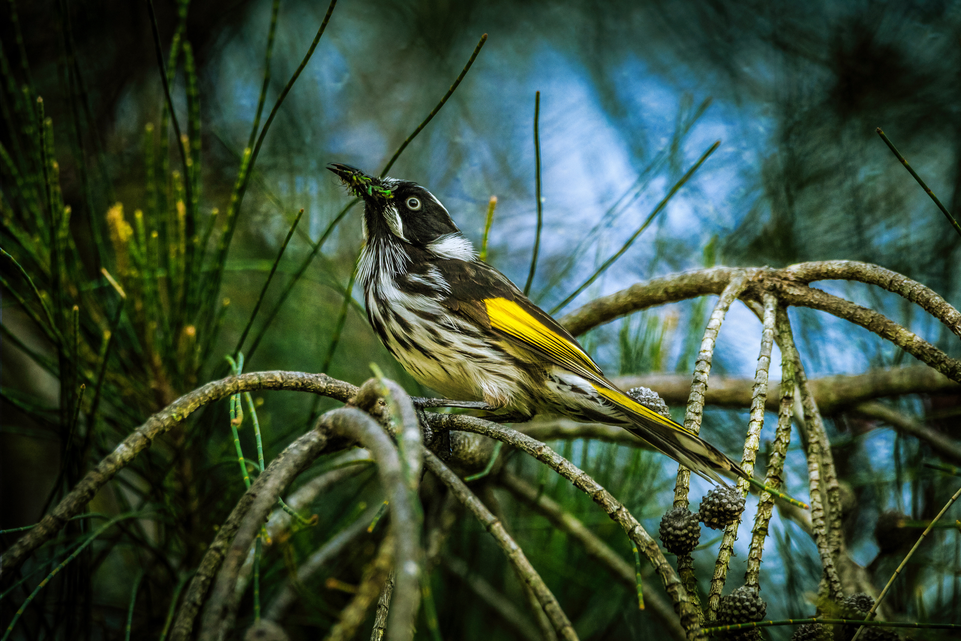 Gallery 2 - New Holland Honeyeater