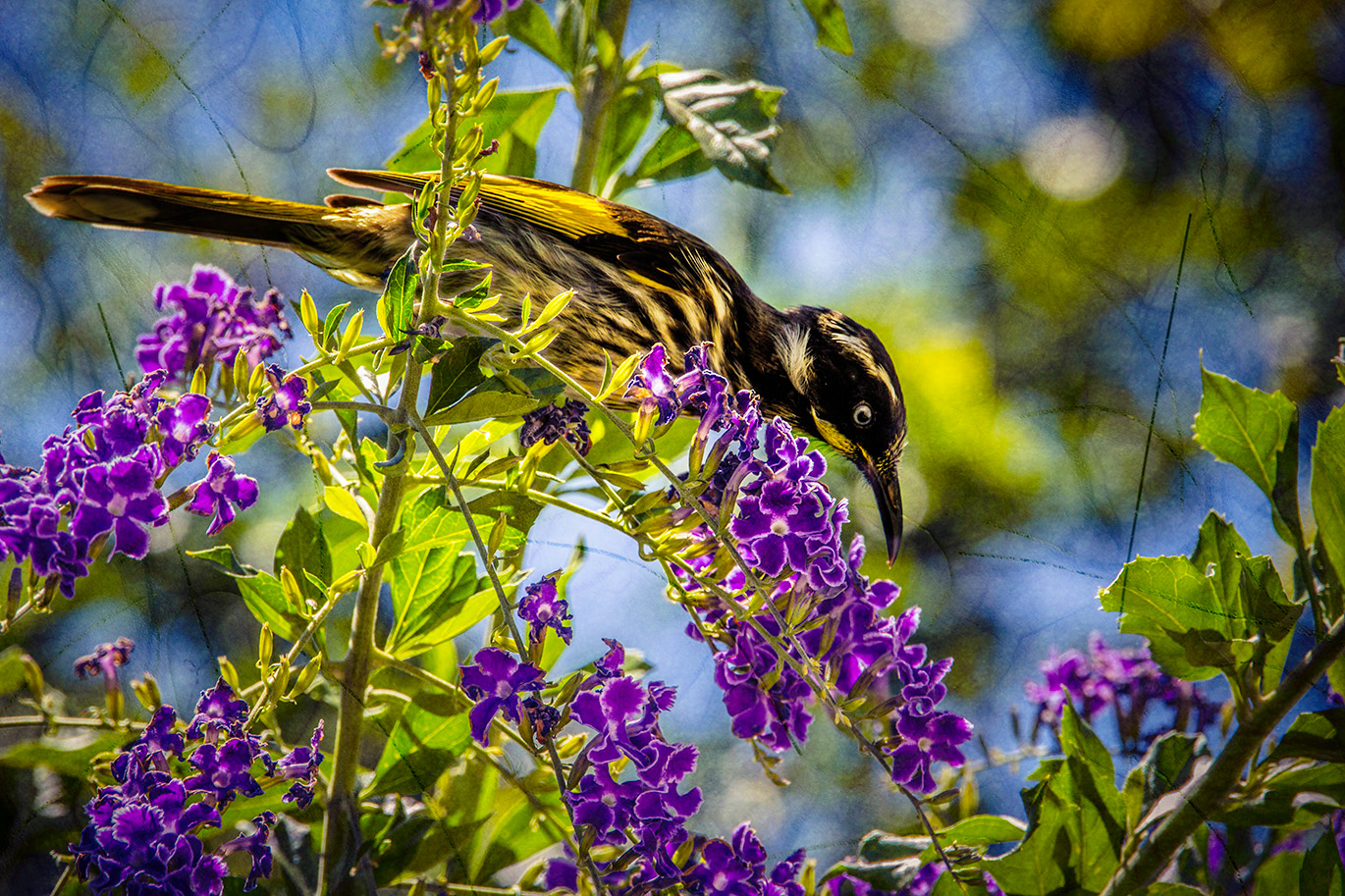 Gallery 5 - New Holland Honeyeater