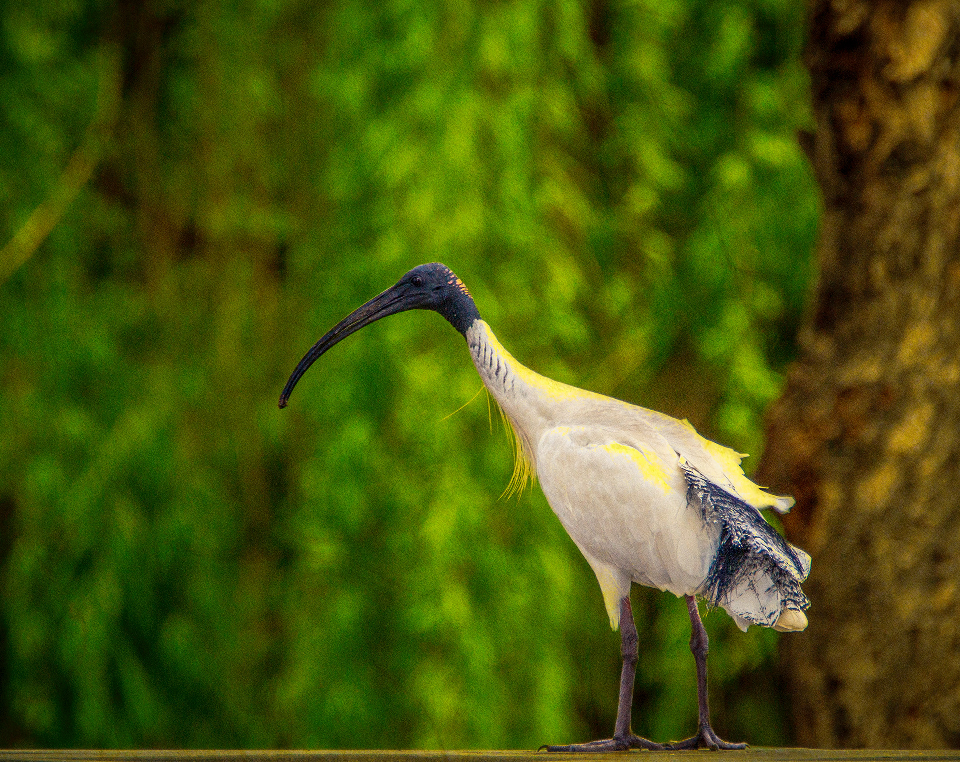 Gallery 7 - White Ibis