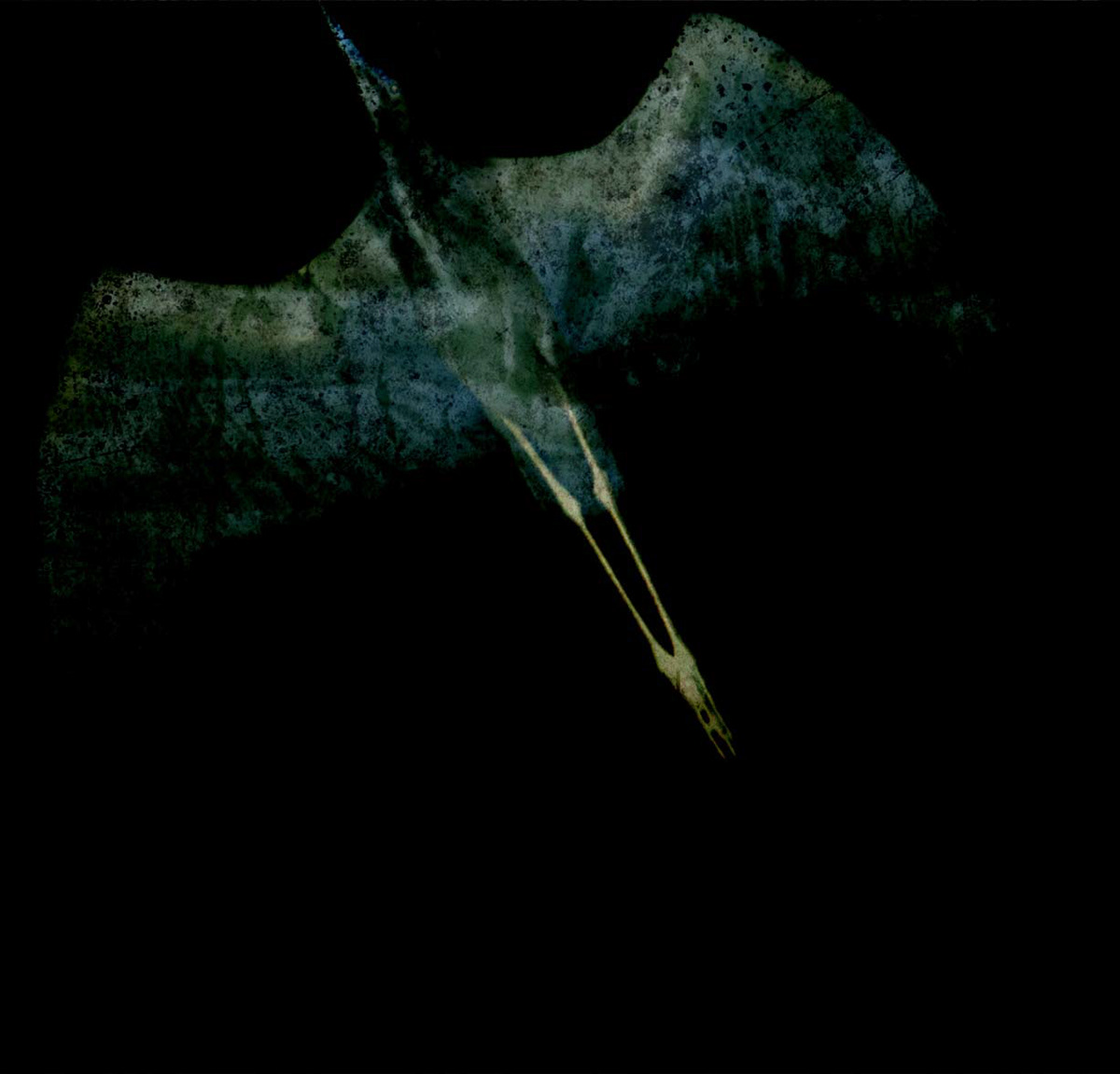 Moonlight Flight