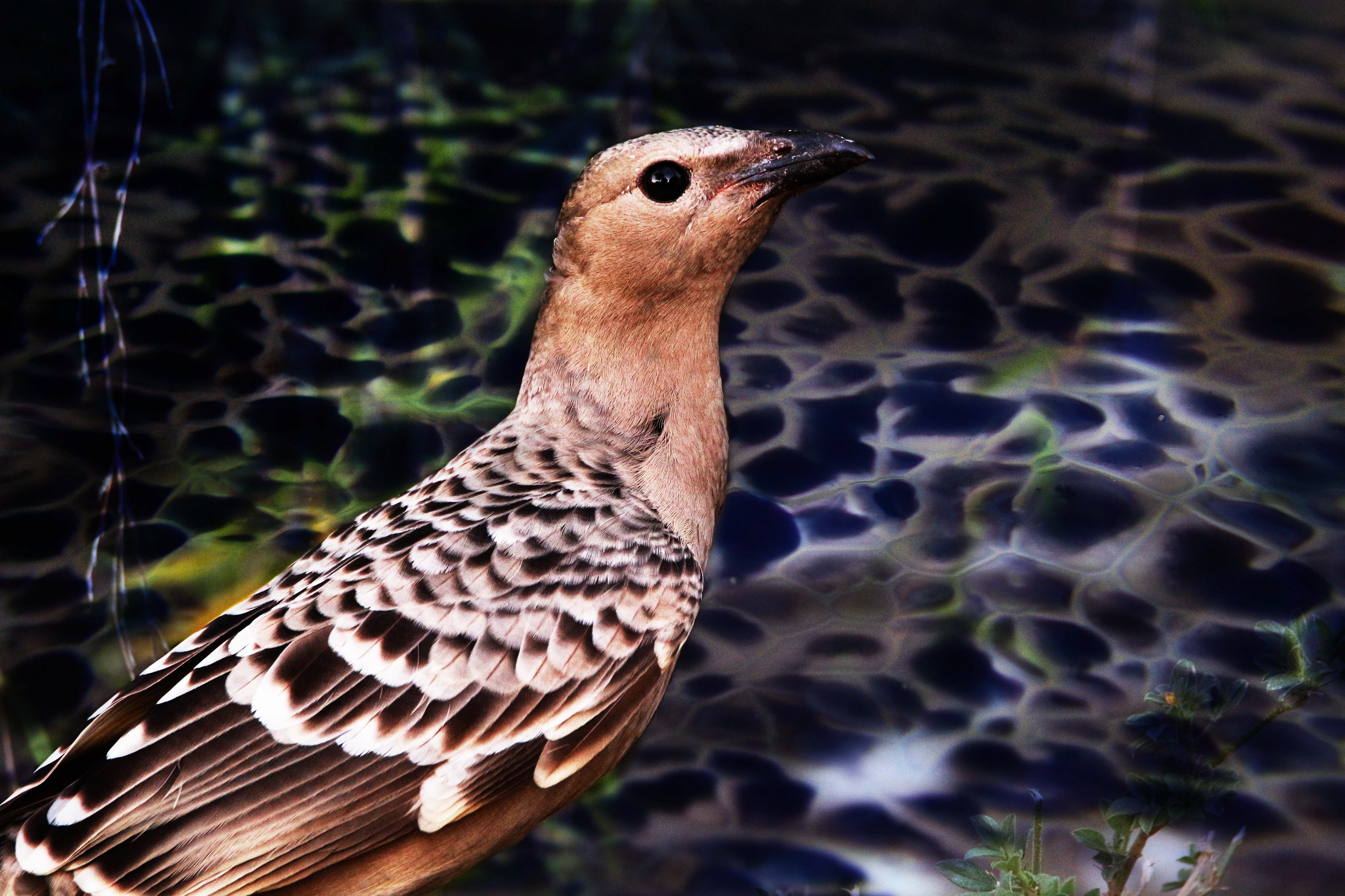 Bowerbird Blues