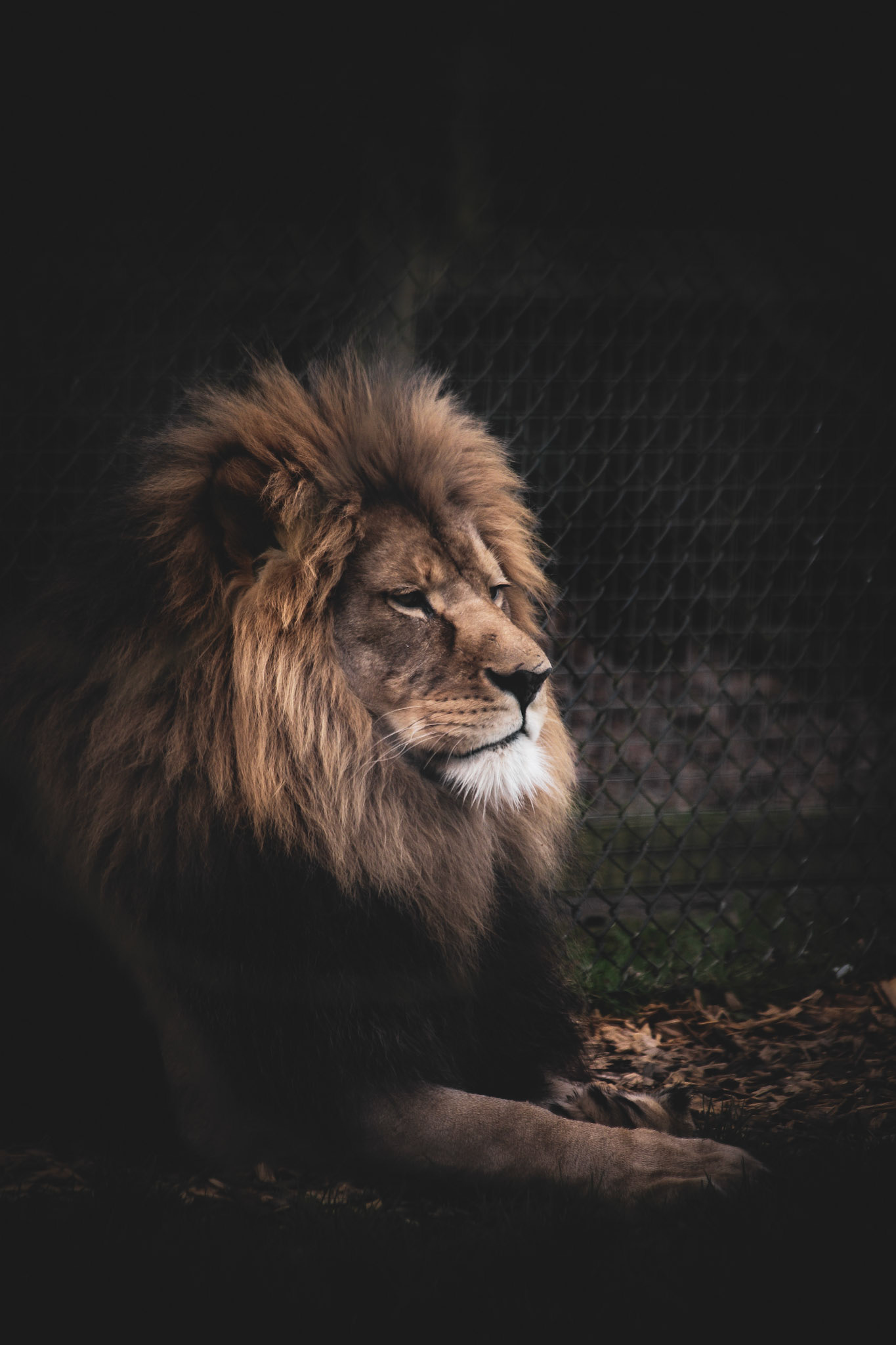 Even kings have quiet moments.