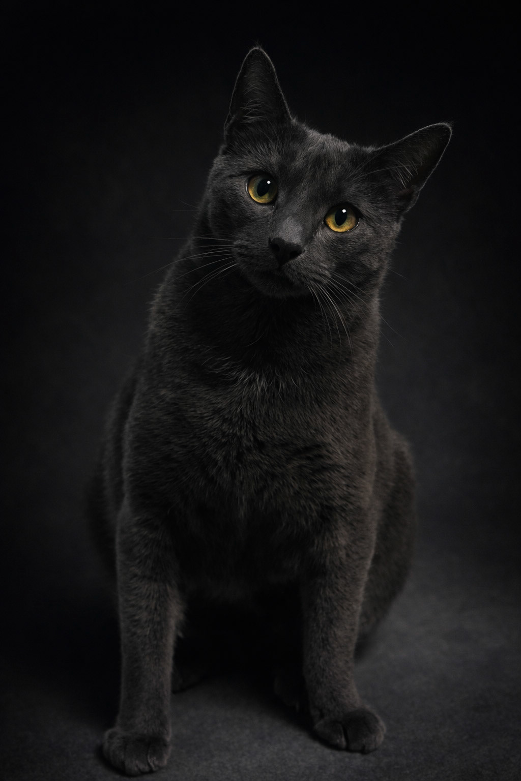 Sir, have you considered giving me more treats?