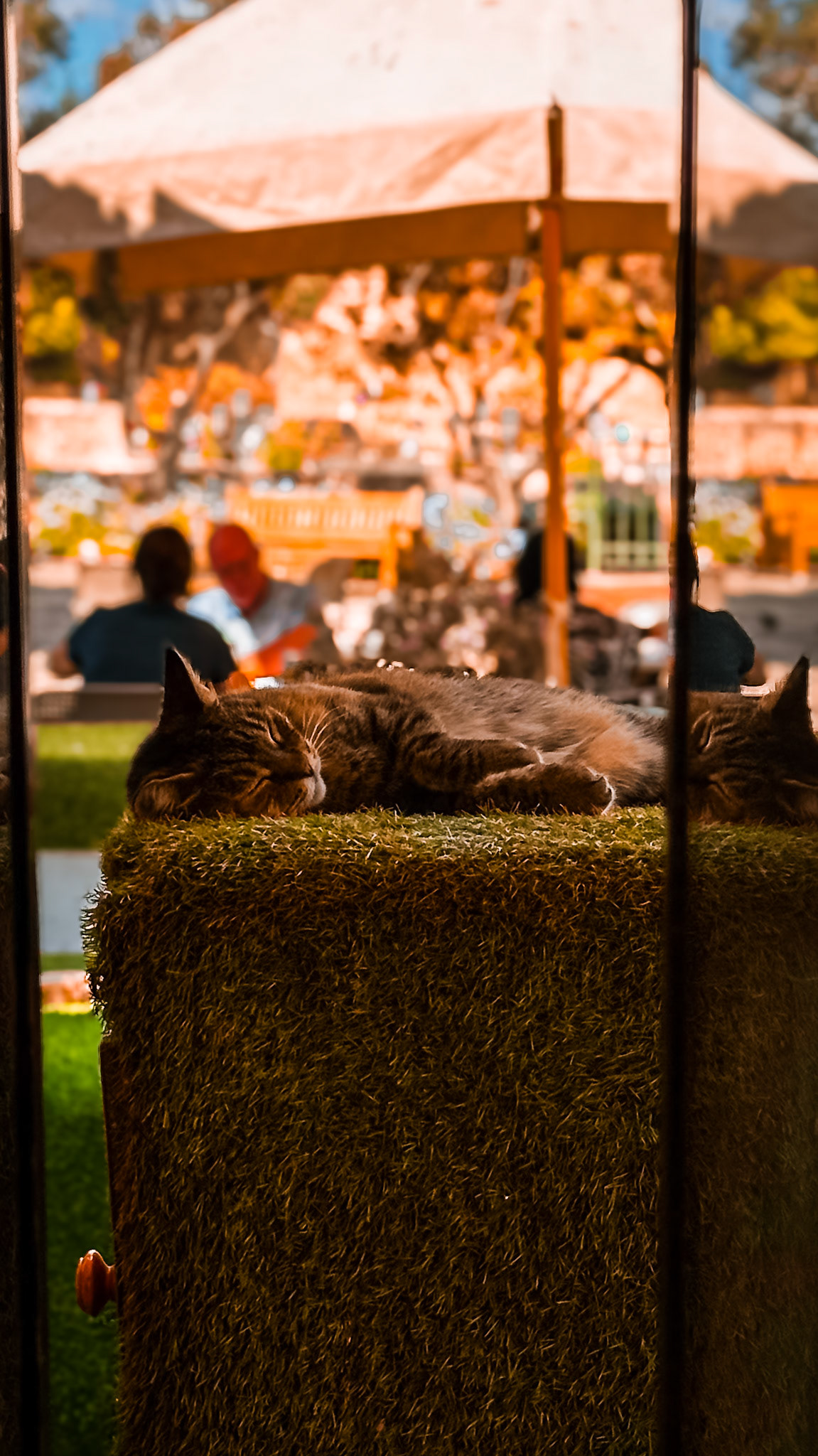 Sunlit naps and slow afternoons.