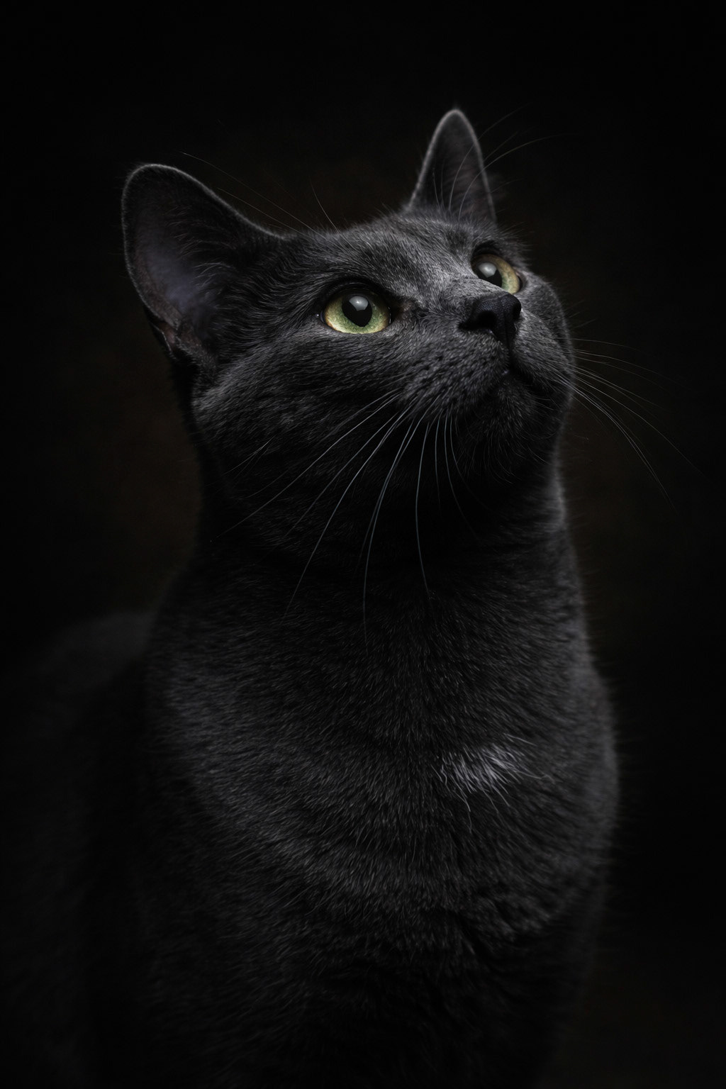 Professional model. Payment accepted in tuna.