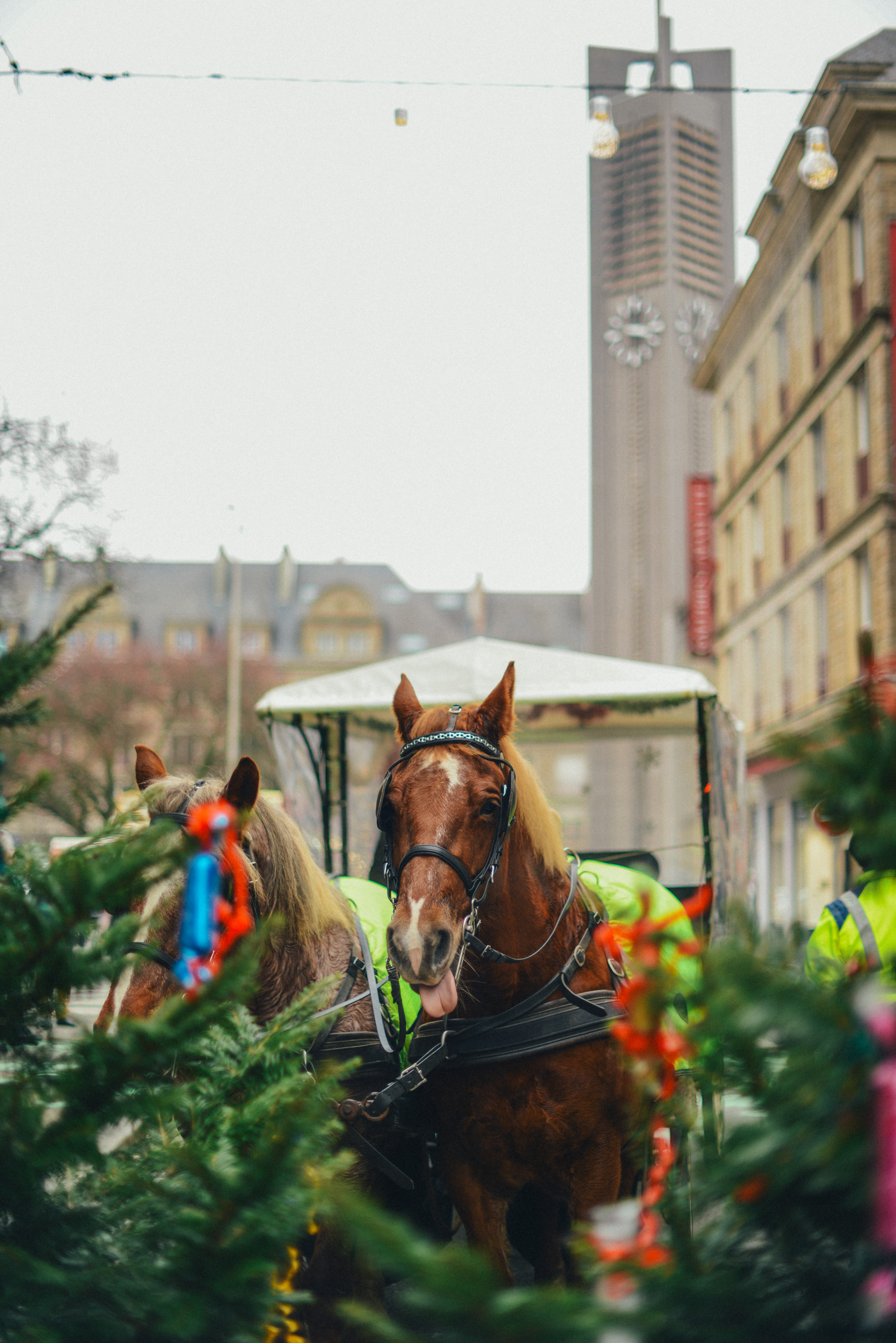 Ambiance Noël centre-ville