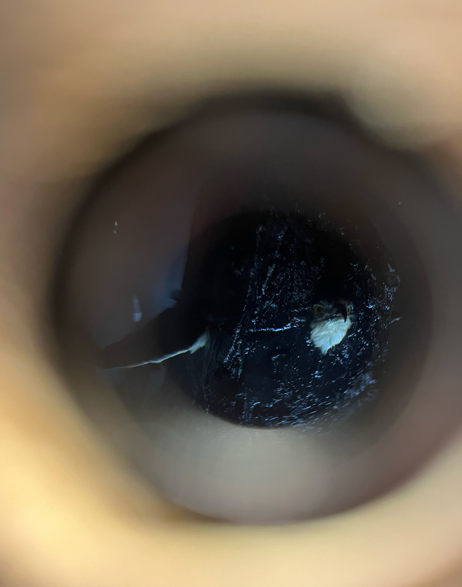 Harbinger of Doom View through lens
