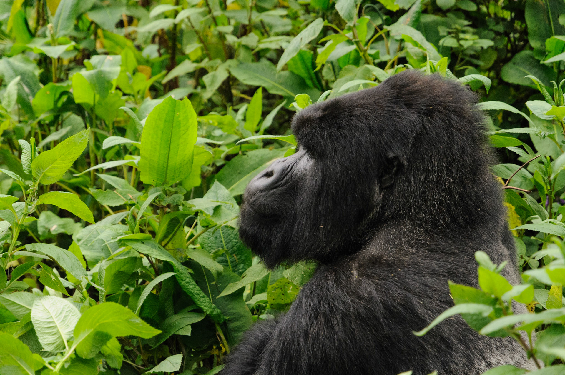Mountain gorilla silverback, Volcanoes National Park