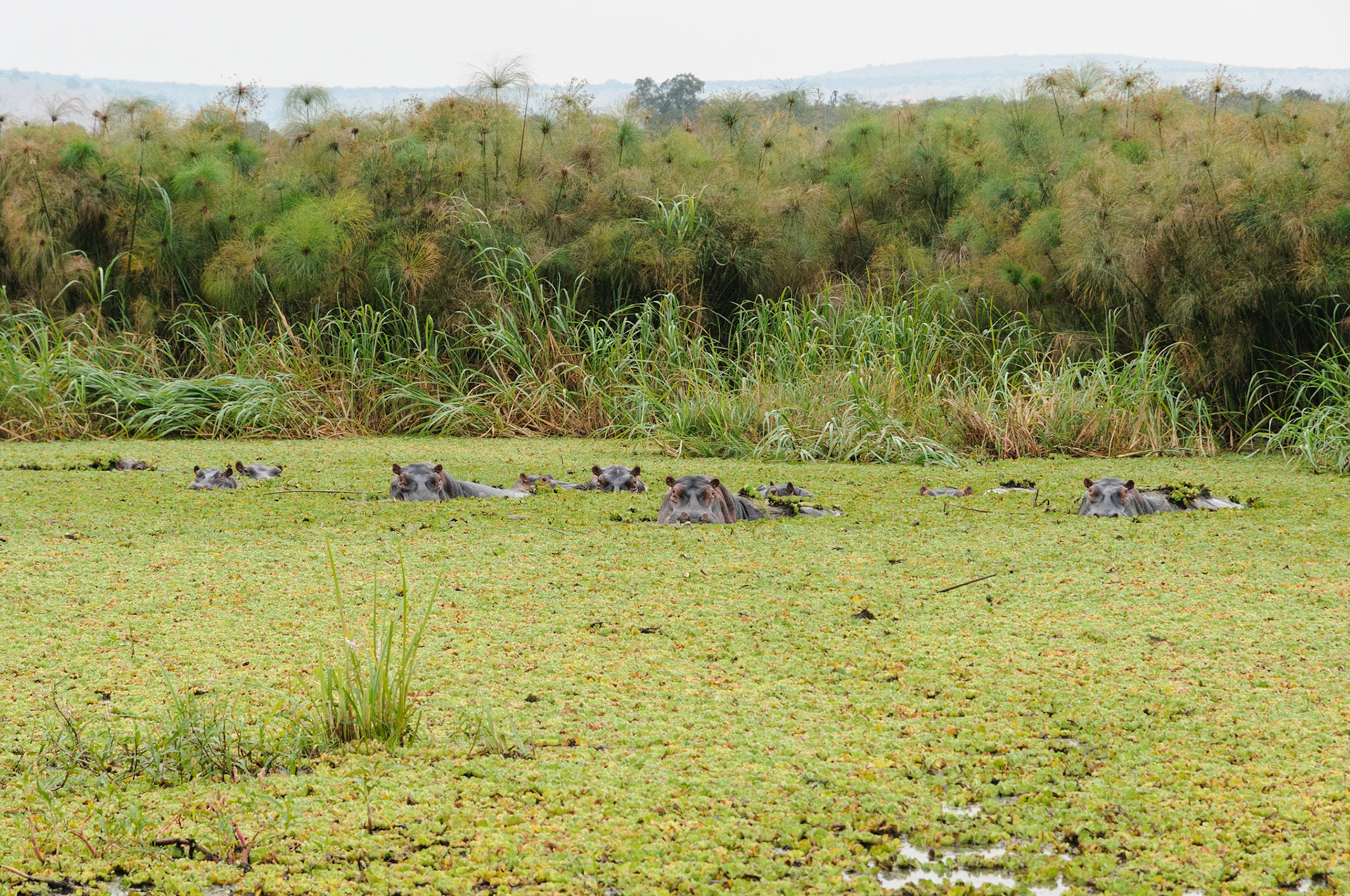Hippo pool, Lake Mburo National Park