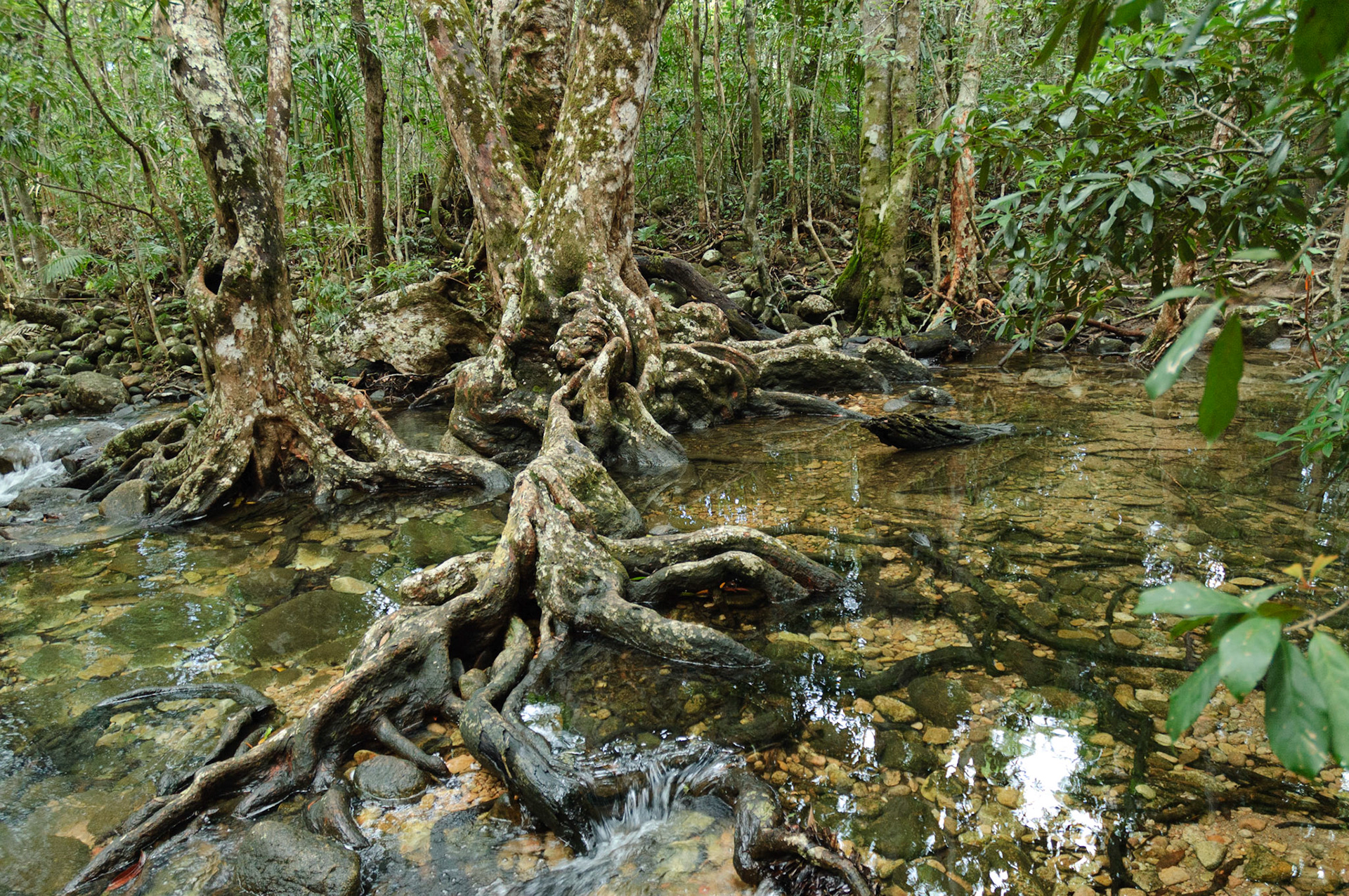 Strangely shaped roots in rainforest