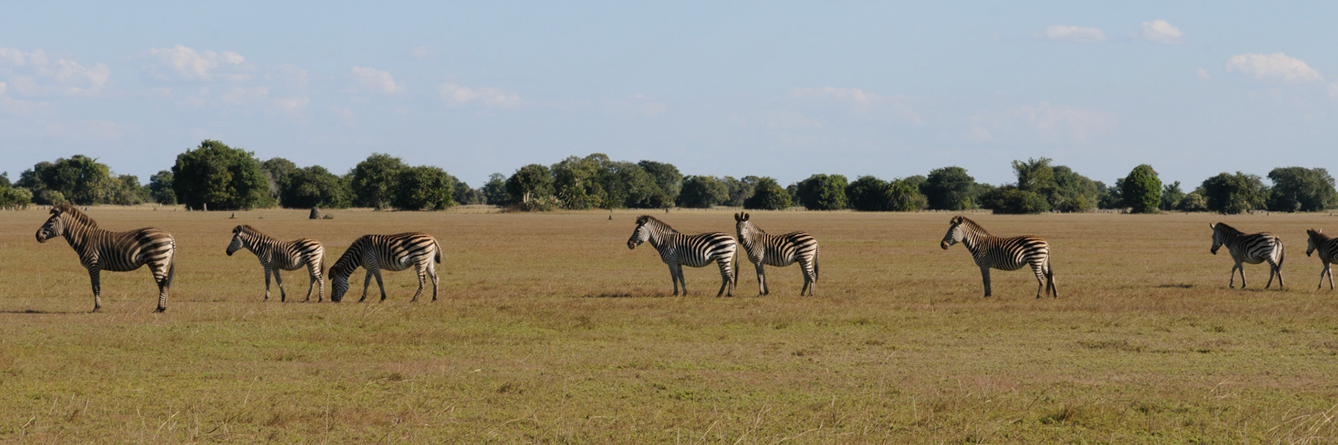 Zebra at the plains of Bangweulu wetlands