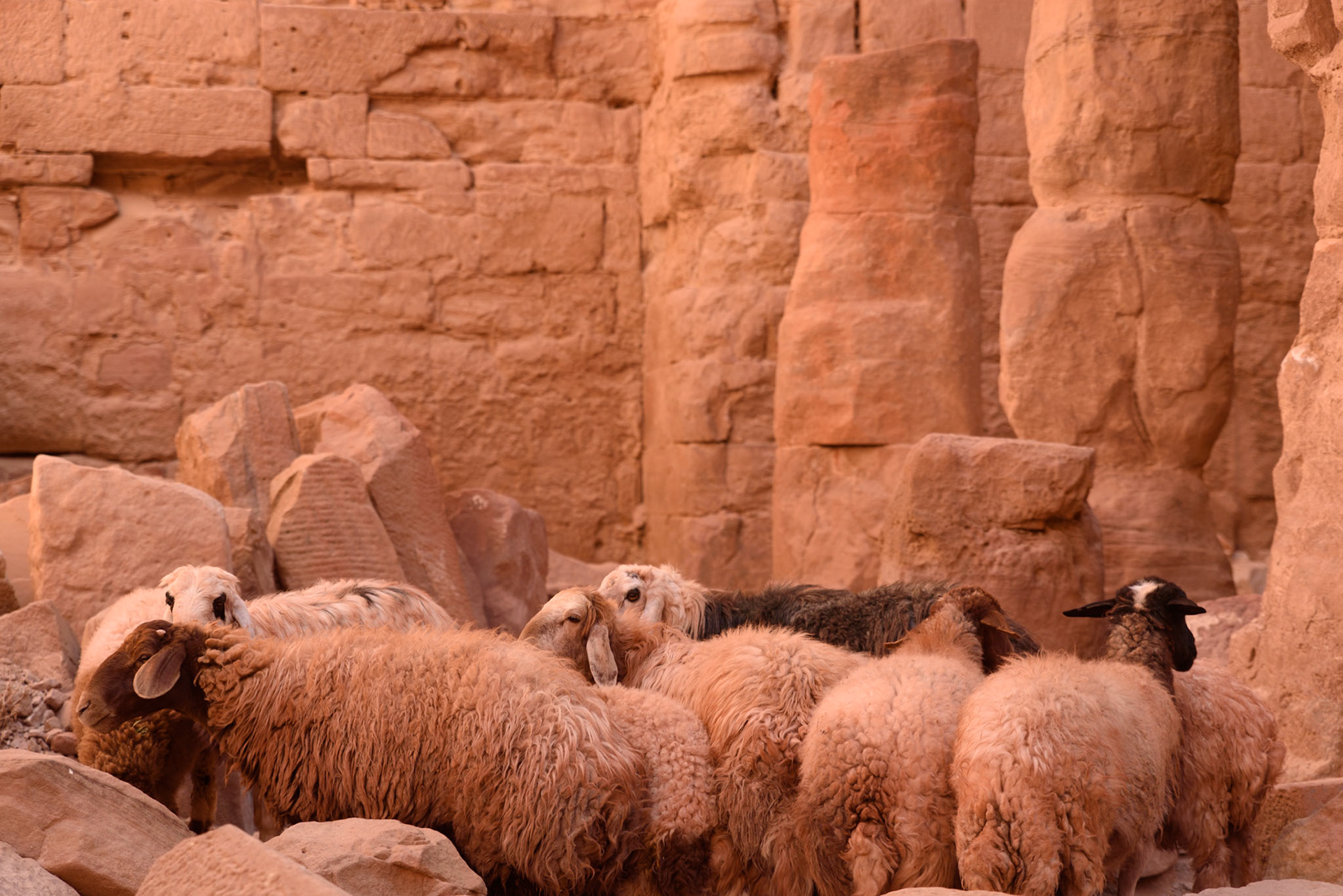 Sheep perfectly blending in, Petra