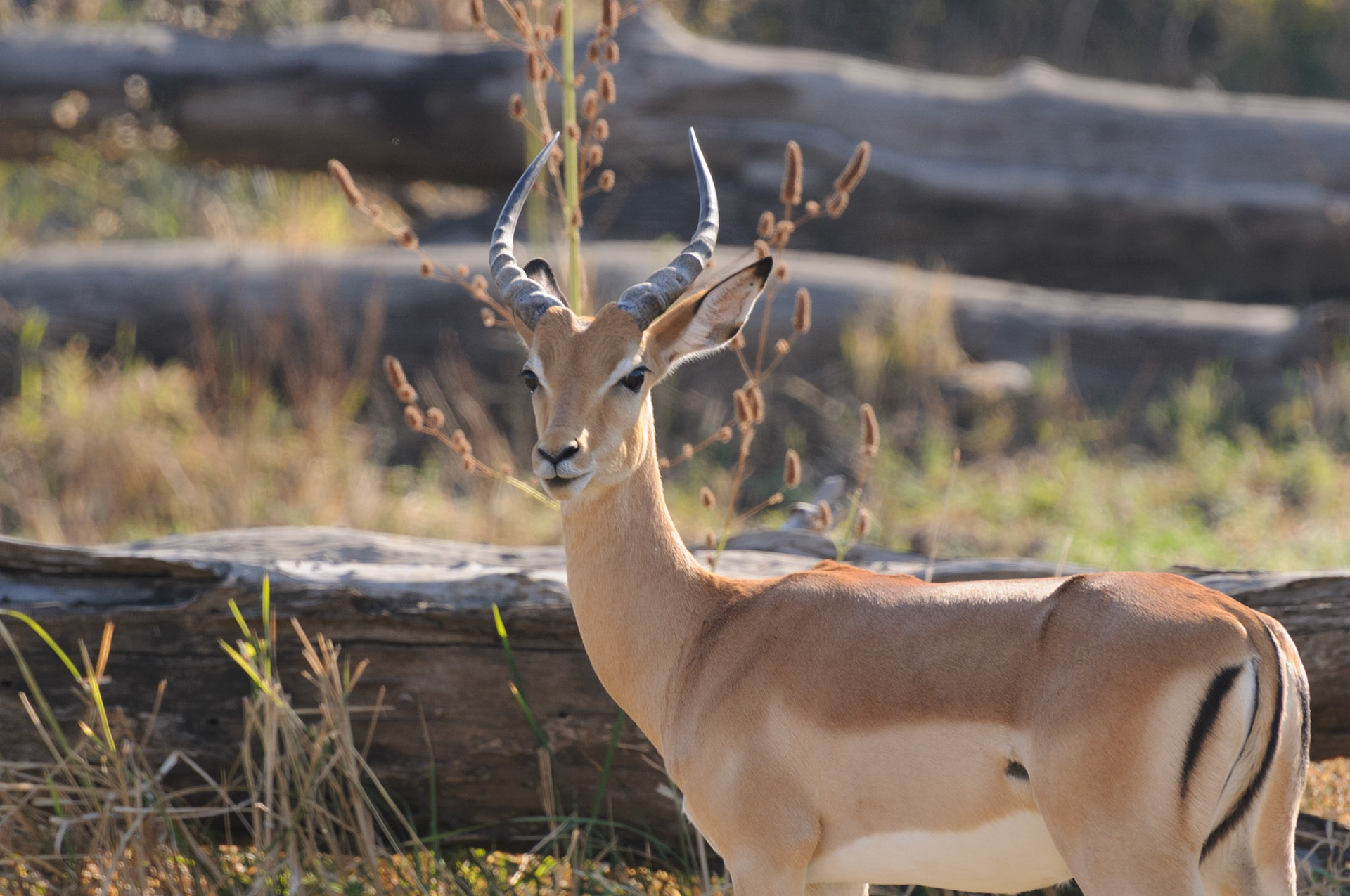 Male impala