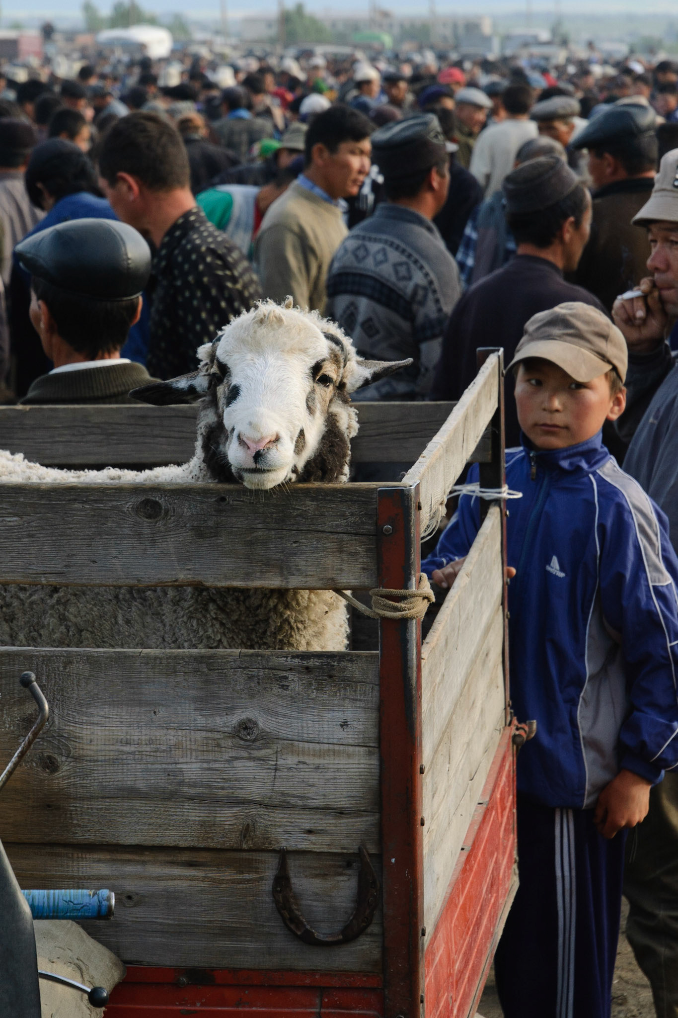 selling sheep at animal market, Karakol