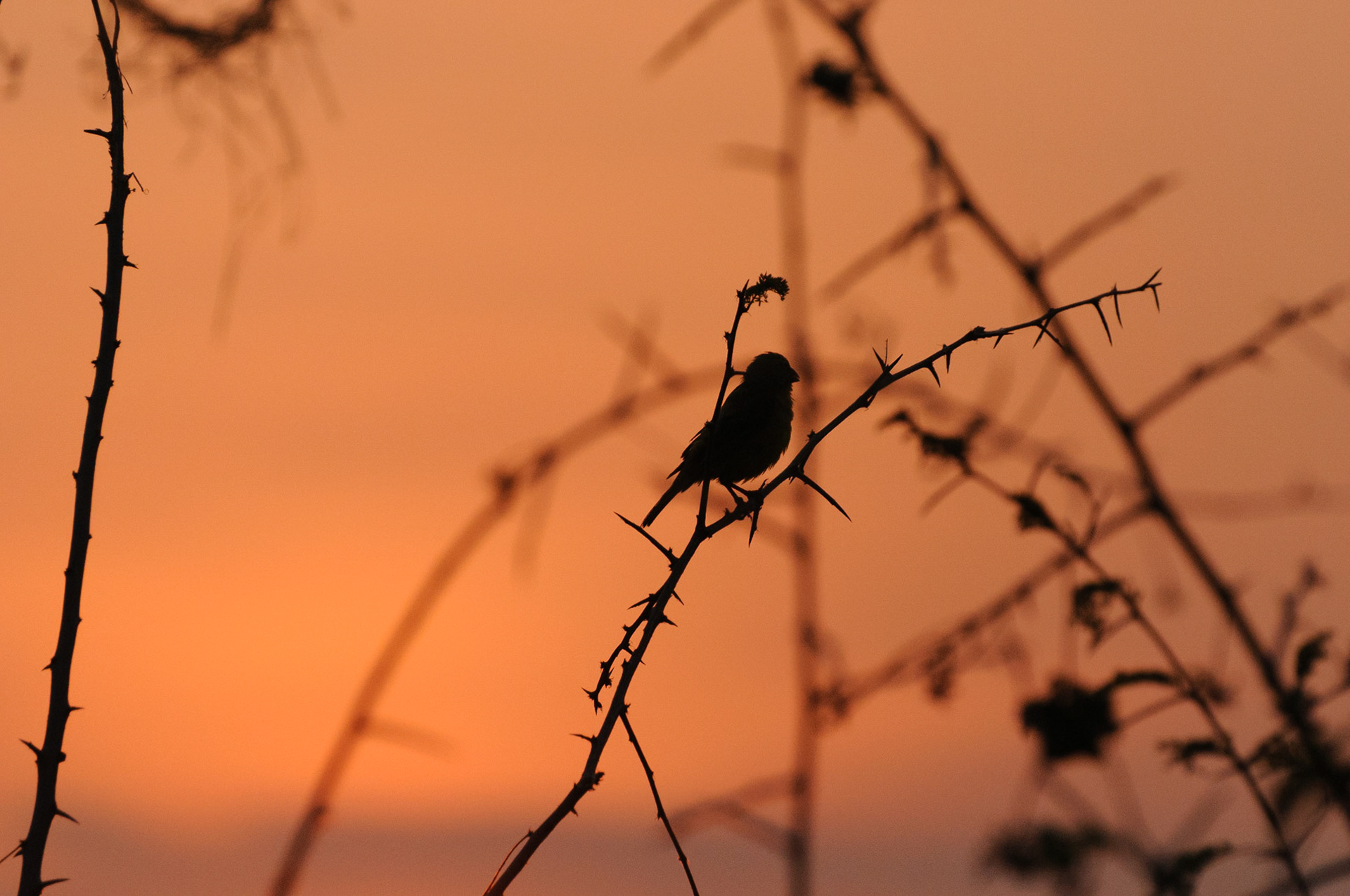 Sunset, Queen Elizabeth National Park