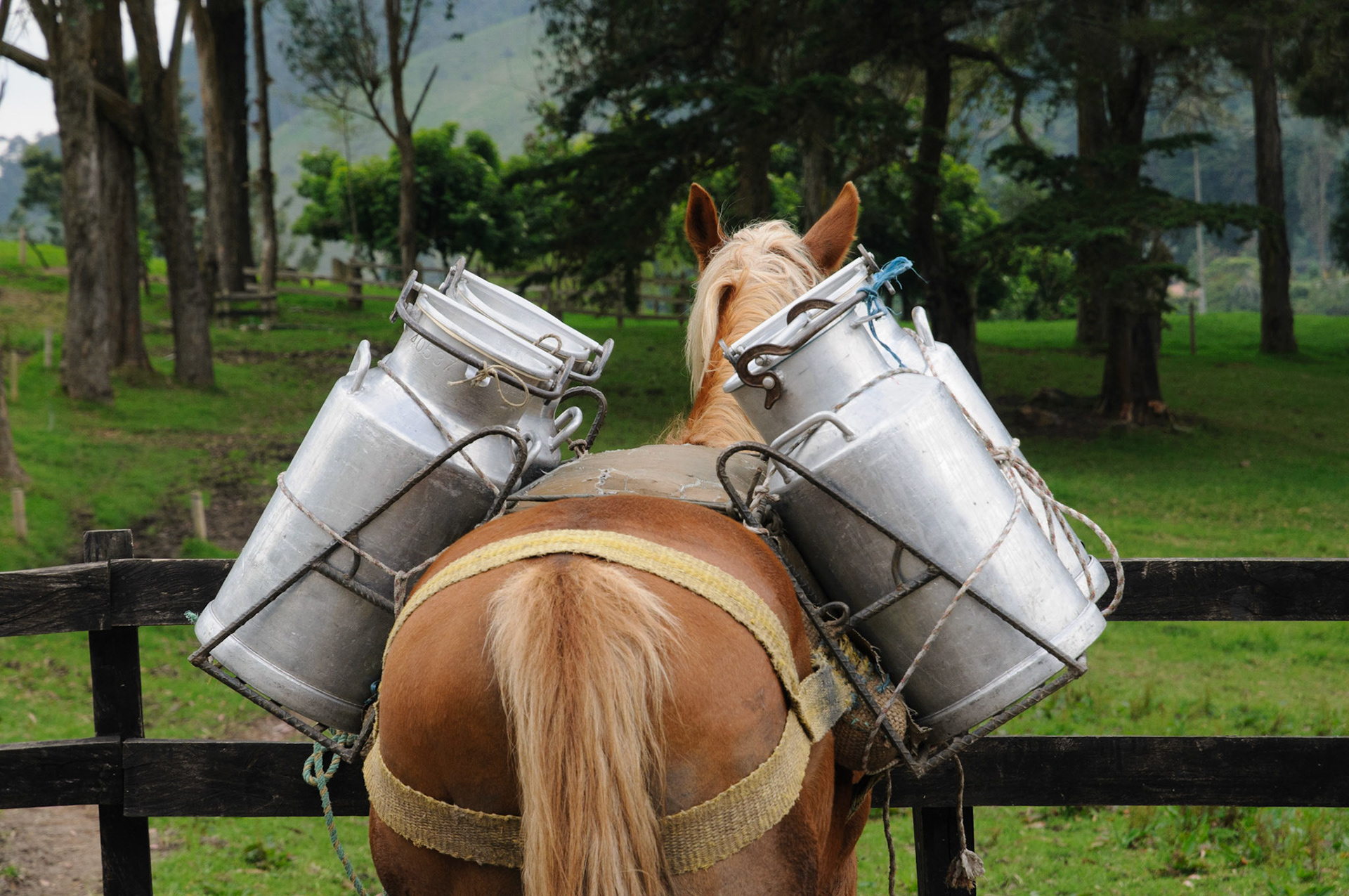 Milk transport, Valle de Cocora