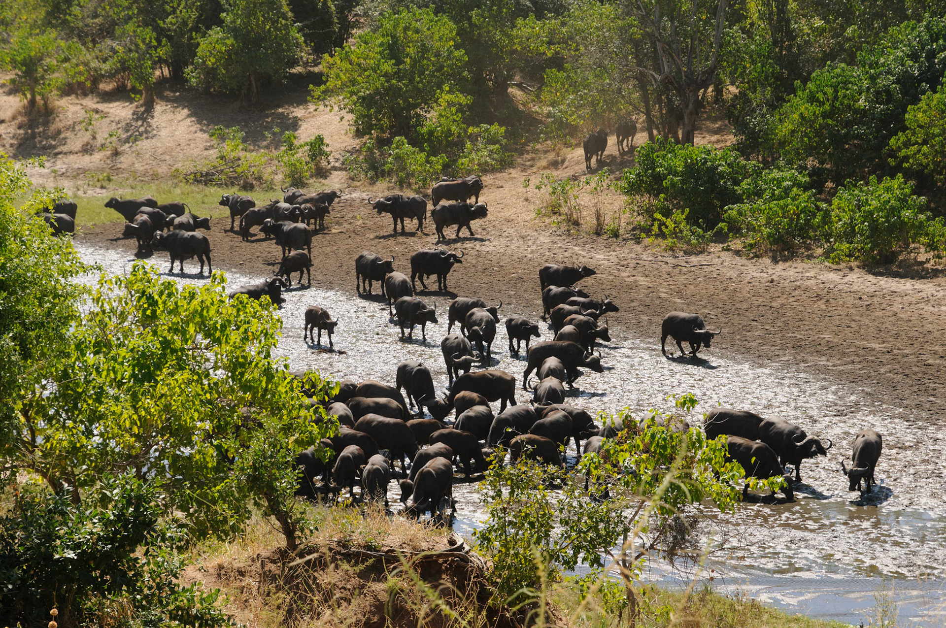 Buffalo drinking from spring water