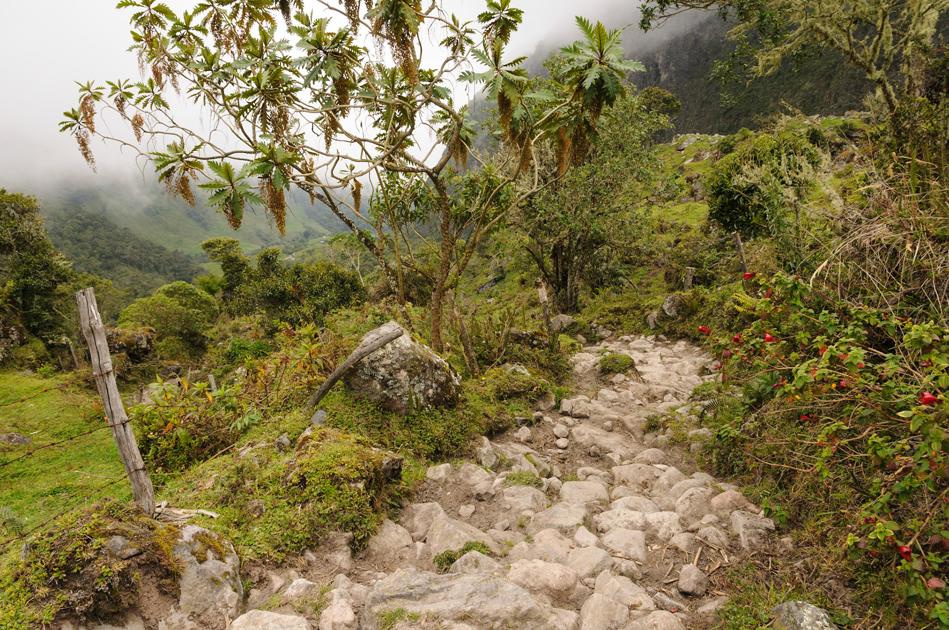 Cloud forest, Los Nevados