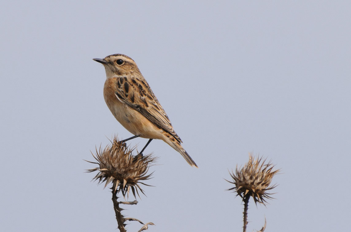 Whinchat