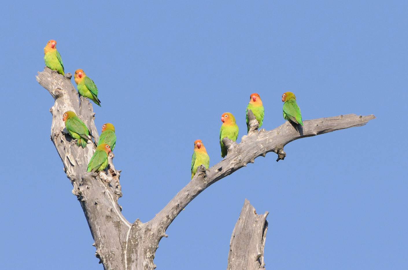 Lilians love birds (agapornis)