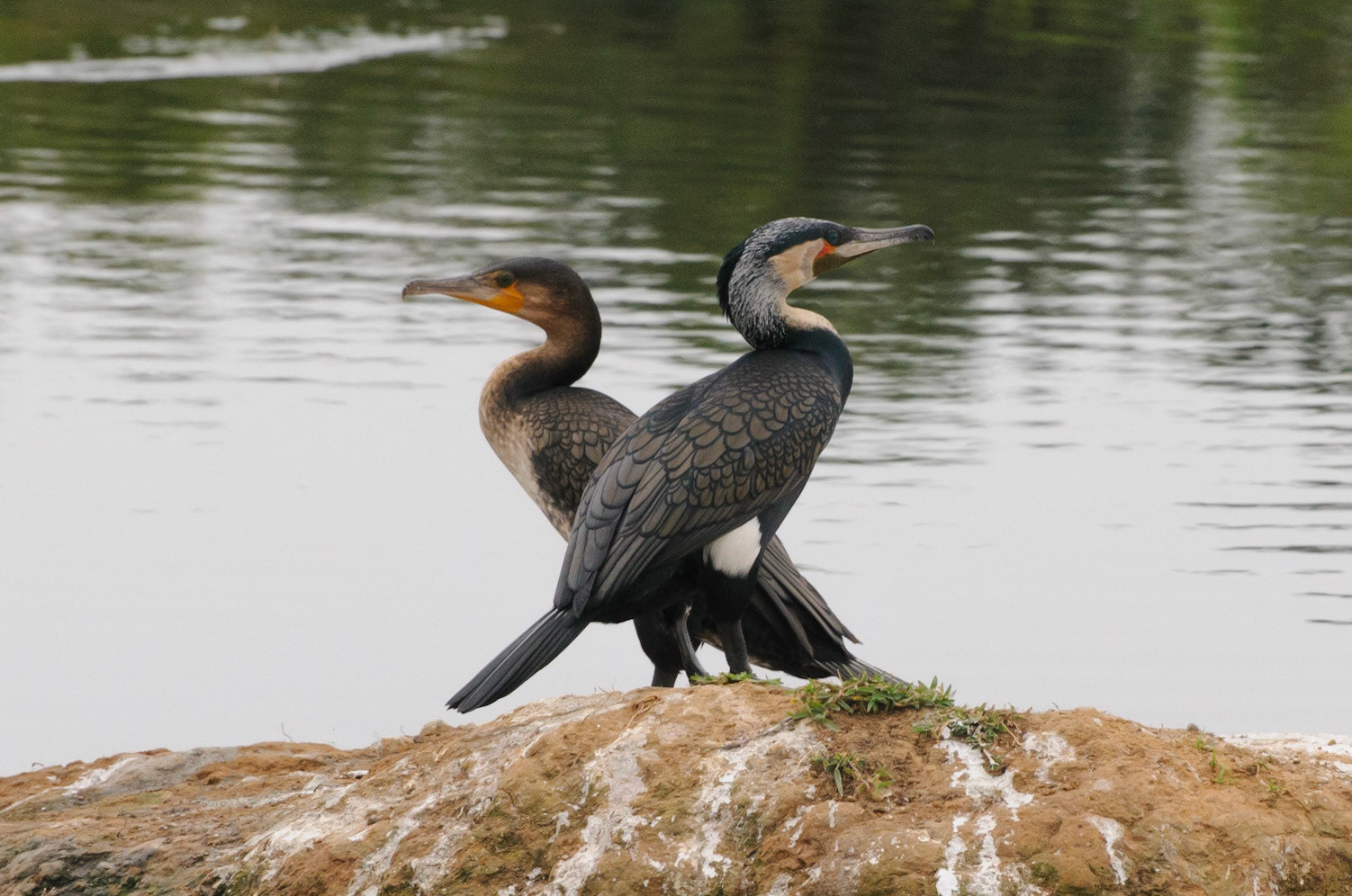 Cormorants