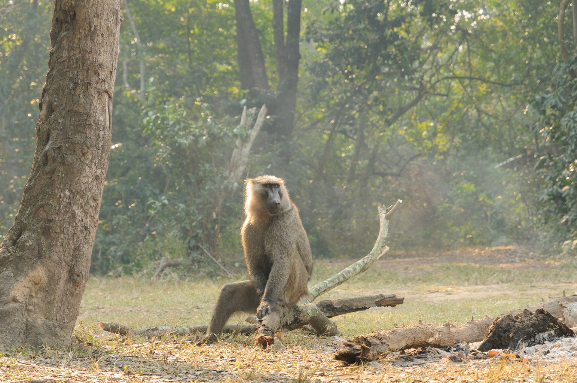 Baboon, Queen Elizabeth National Park