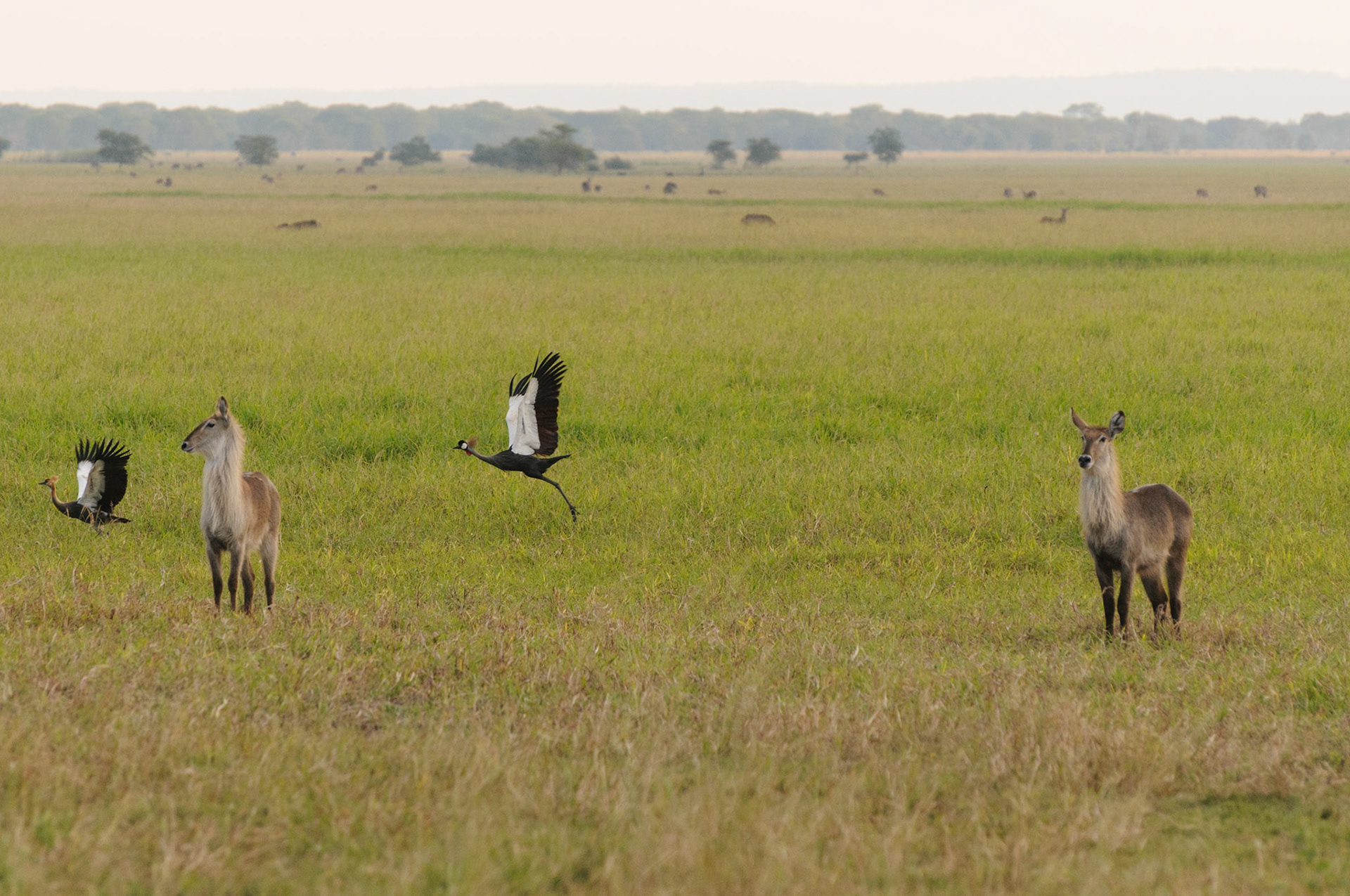 Waterbucks and cranes