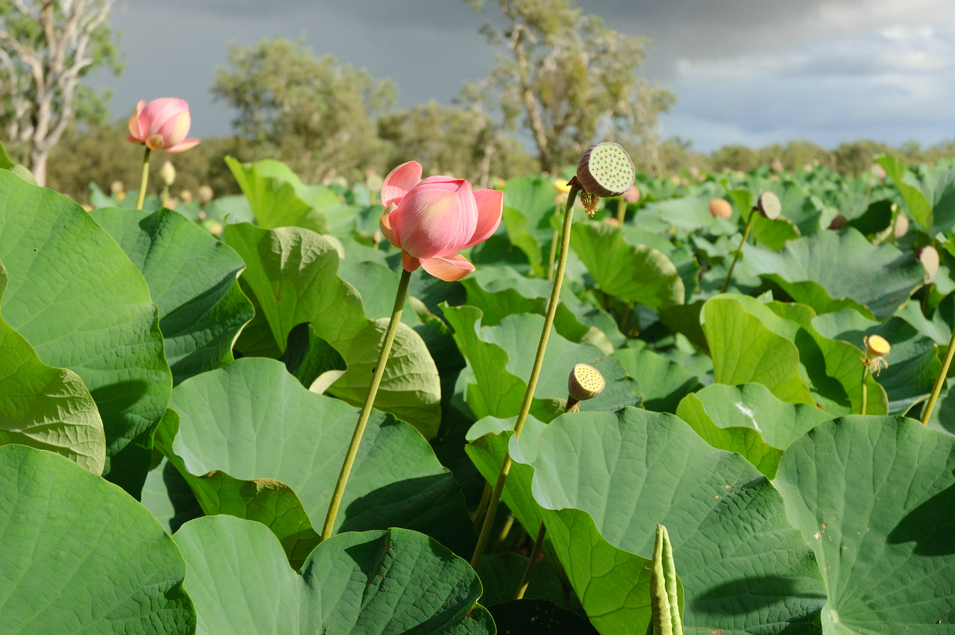 Red lily lagoon