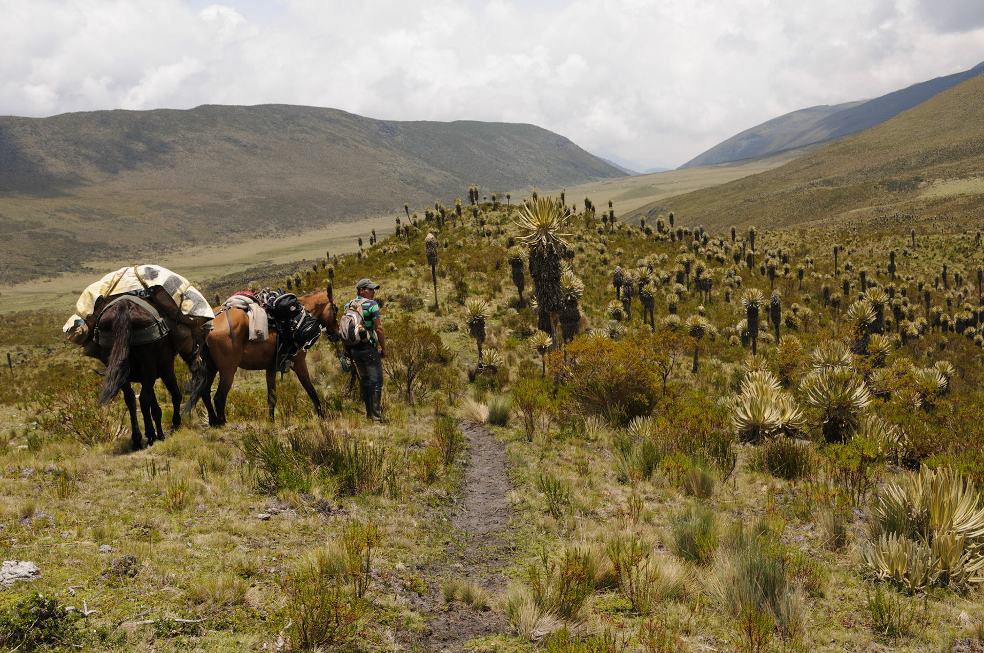 Local guide Herman, Los Nevados trekking