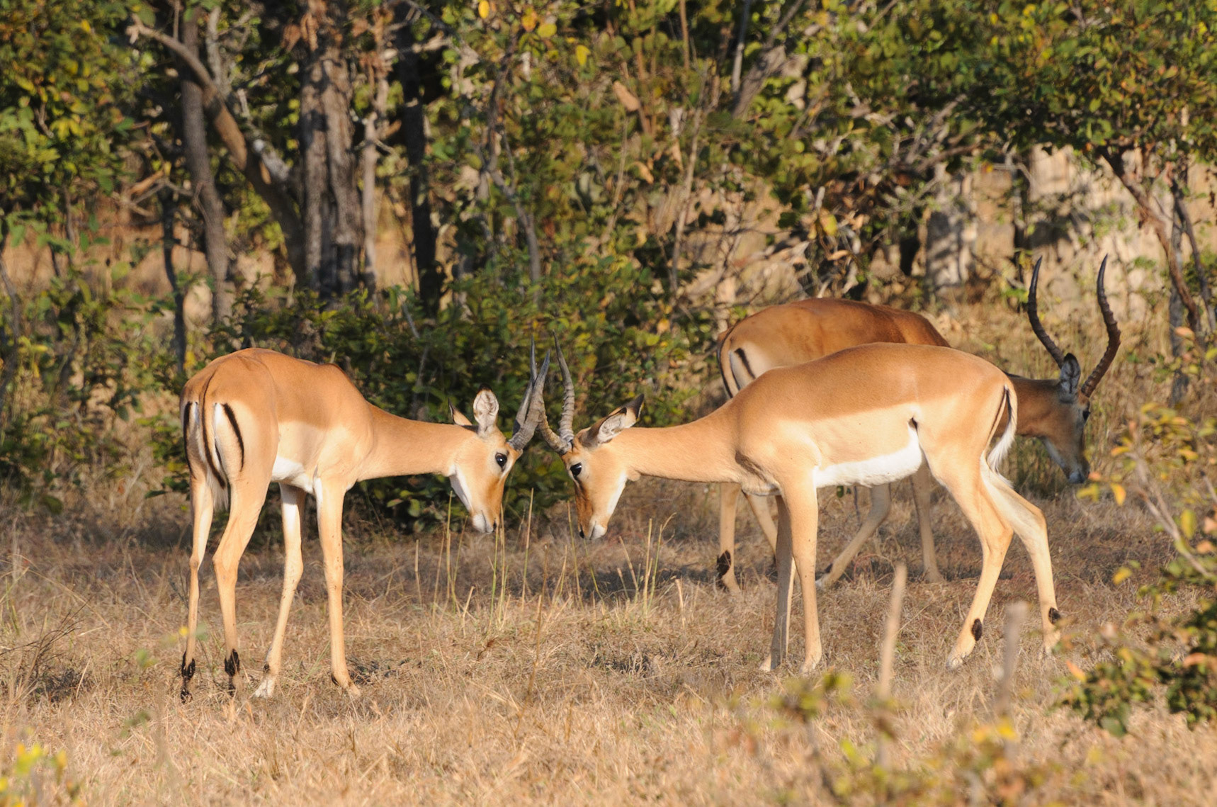 Young male impalas excercising a fight