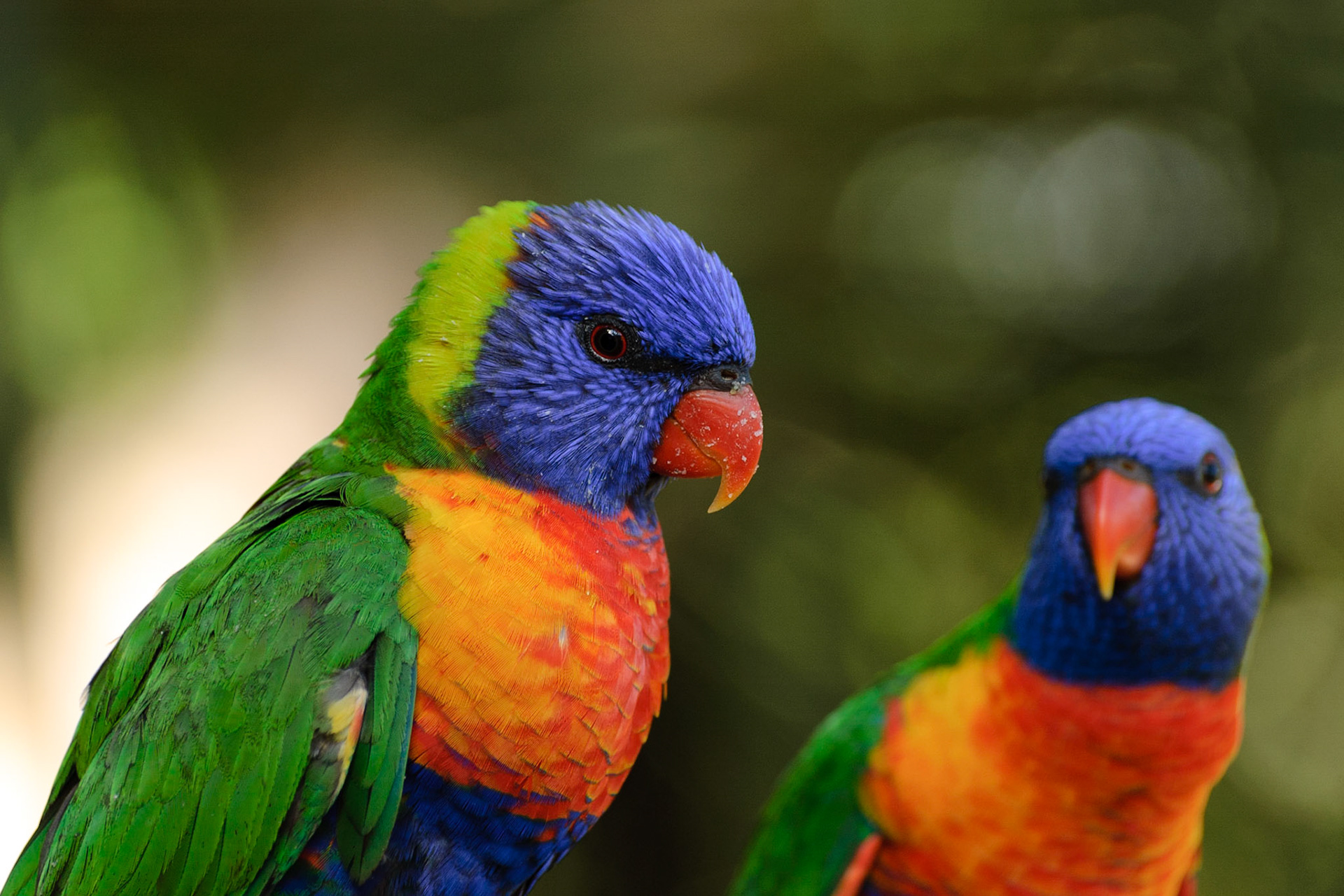 Rainbow Lorikeets